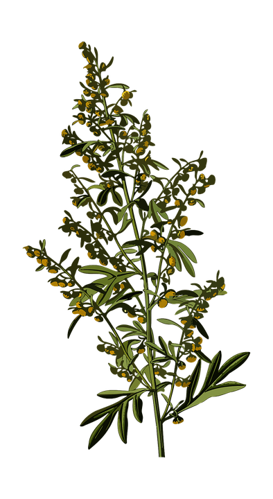 Artemisia Annua: 6 Benefits, Dosage, & Safety