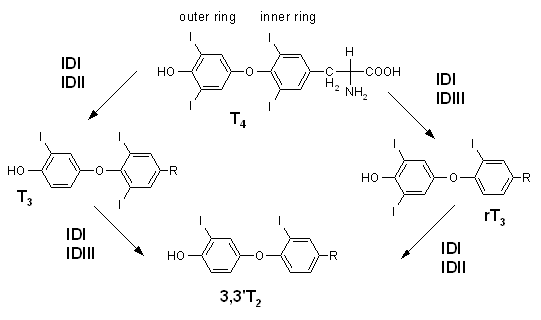 T-2 synthesis Source: https://en.wikipedia.org/wiki/3,3%27-Diiodothyronine