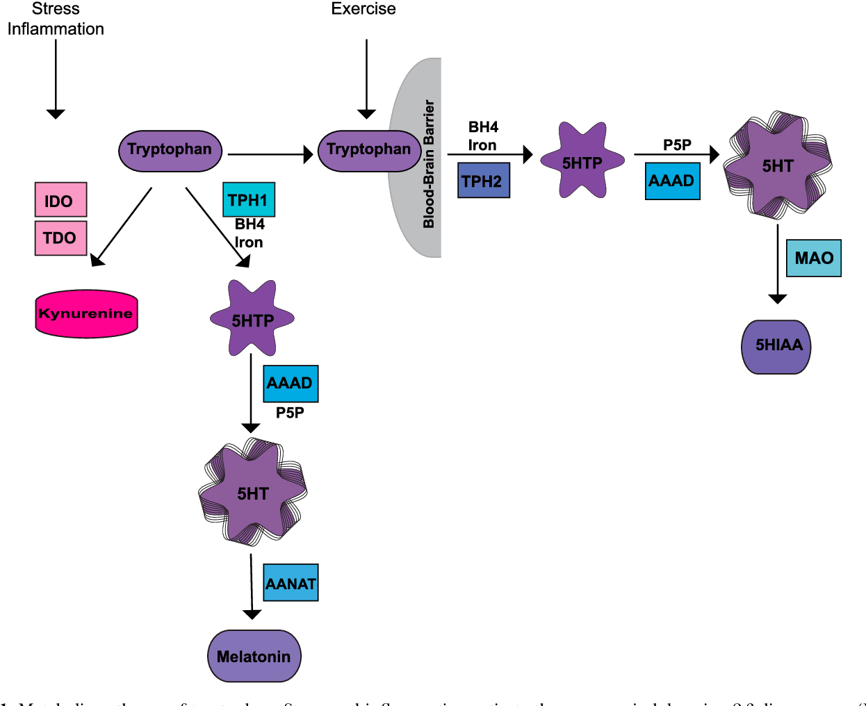 Mechanism of Vitamin D and Omega-3 fatty acids operations on serotonin level. Source: https://www.semanticscholar.org/paper/Vitamin-D-and-the-omega-3-fatty-acids-control-and-Patrick-Ames/b4aef4cf5865d279e58b39430e7069e251f27577