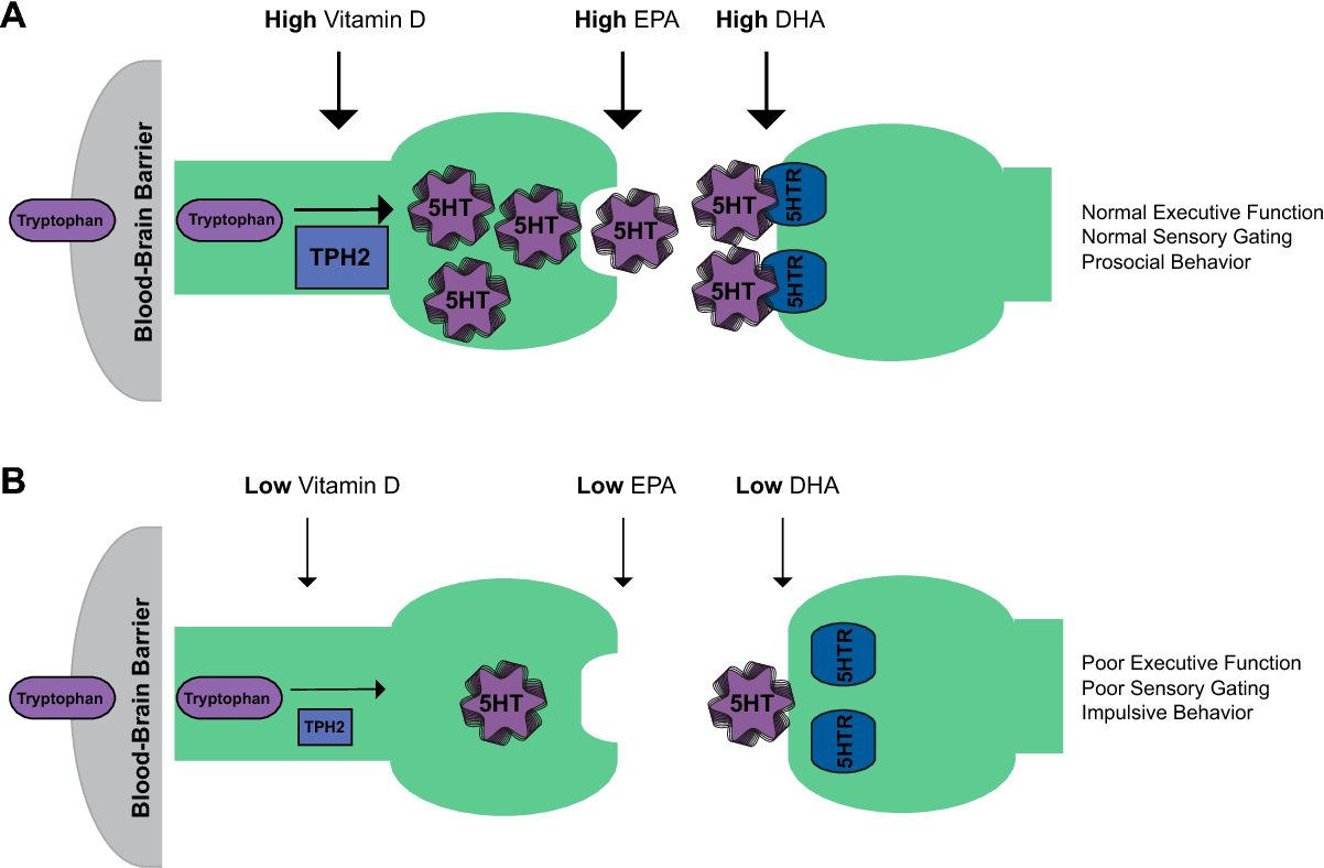 Mechanism of Vitamin D and Omega-3 fatty acids operations on serotonin level. Source: https://www.semanticscholar.org/paper/Vitamin-D-and-the-omega-3-fatty-acids-control-and-Patrick-Ames/b4aef4cf5865d279e58b39430e7069e251f27577