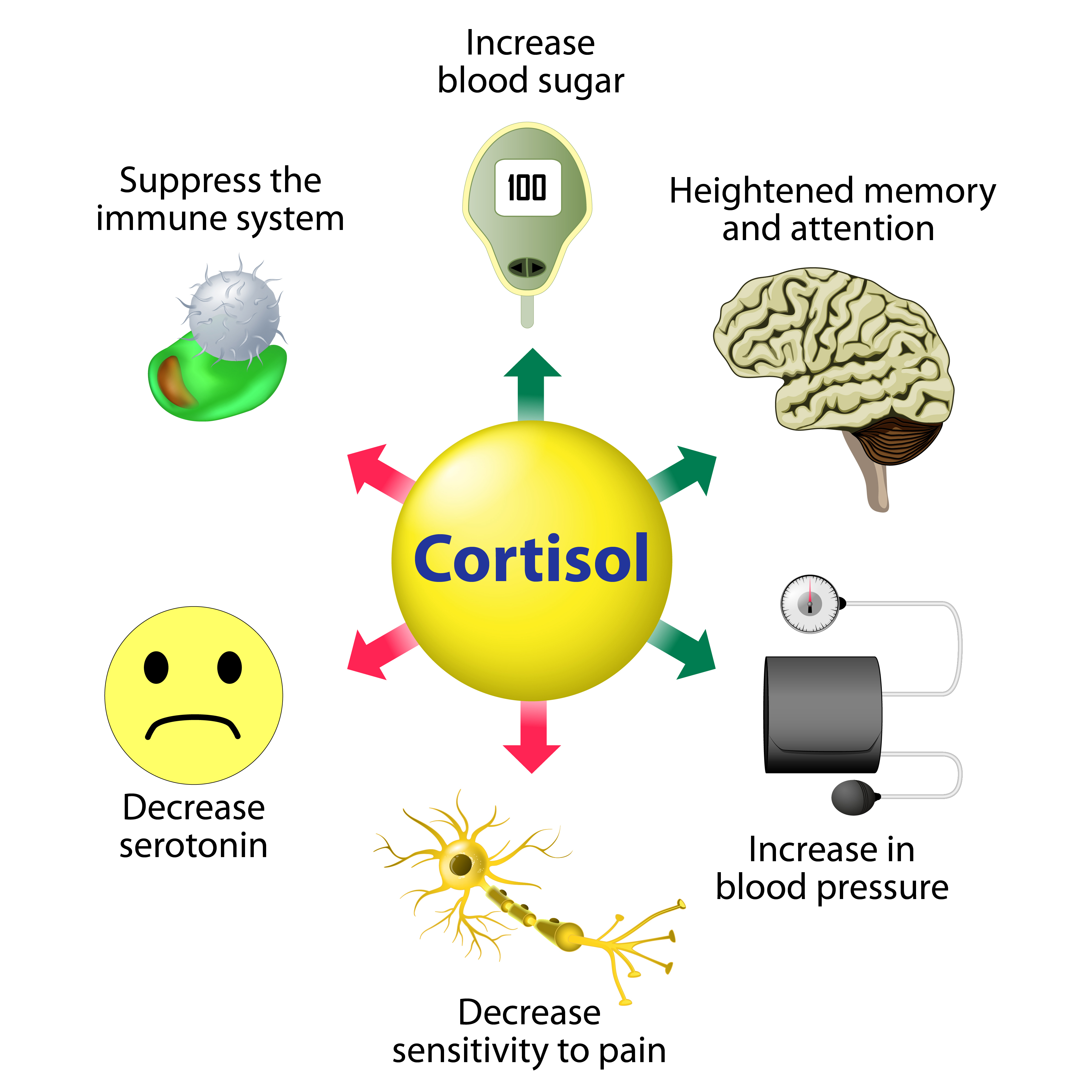 Effects of cortisol - infographic