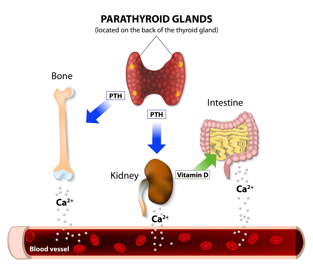 Metabolism of calcium, and its dependency on parathyroid glands - infographic