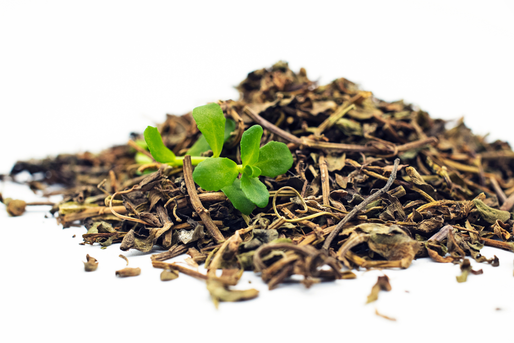 Traditionally, Brahmi was used as a modern tea - infusions was made with it. That's how many traditional herbs showed their actions at first place!