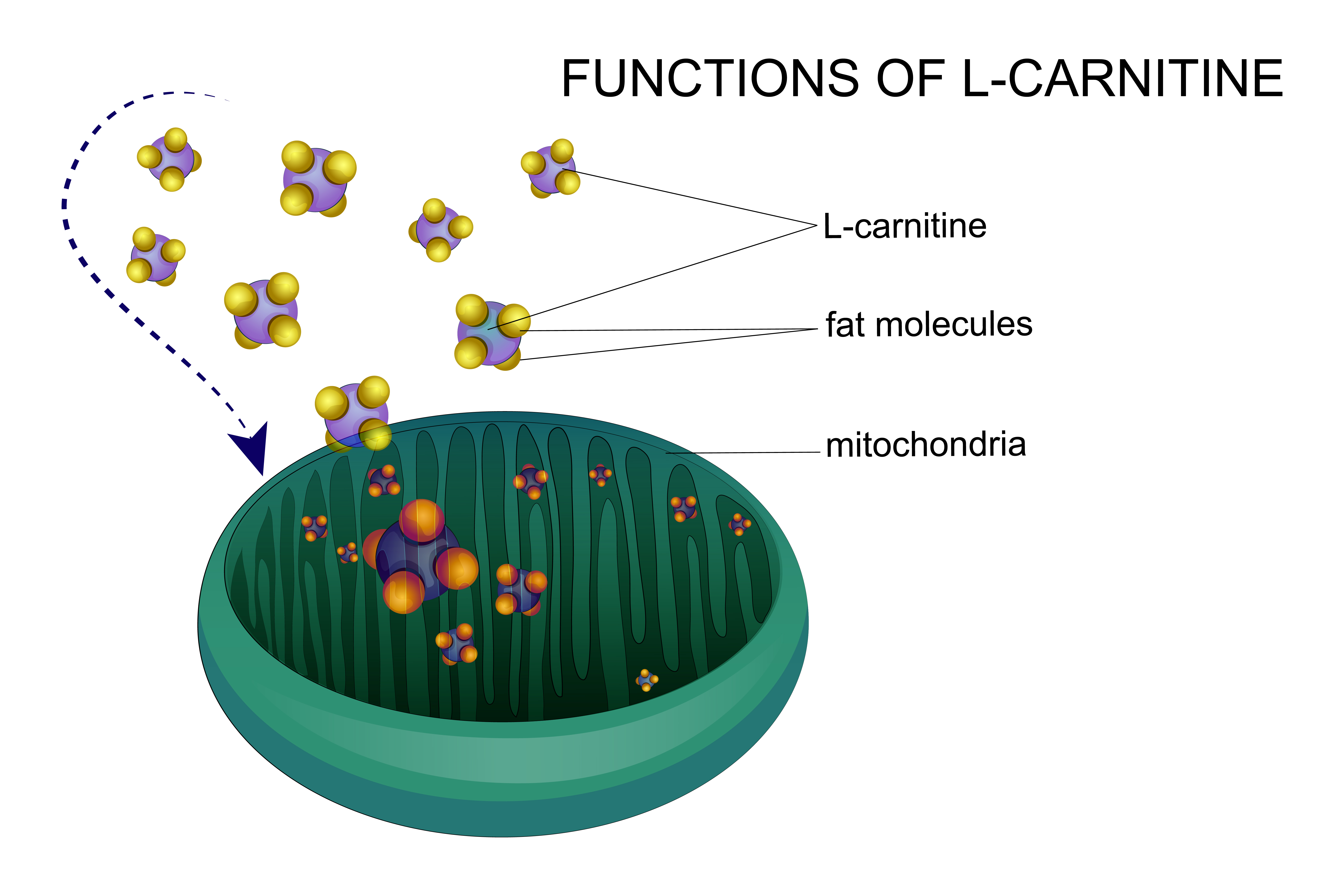 The basic function of carnitine is transport of fat compounds inside mitochondria cells.