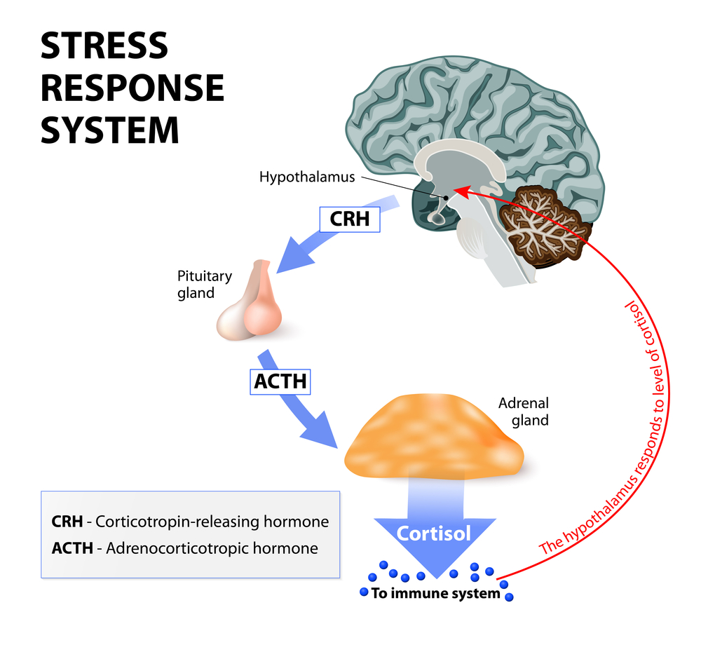 How does stress affect cortisol level - infographic