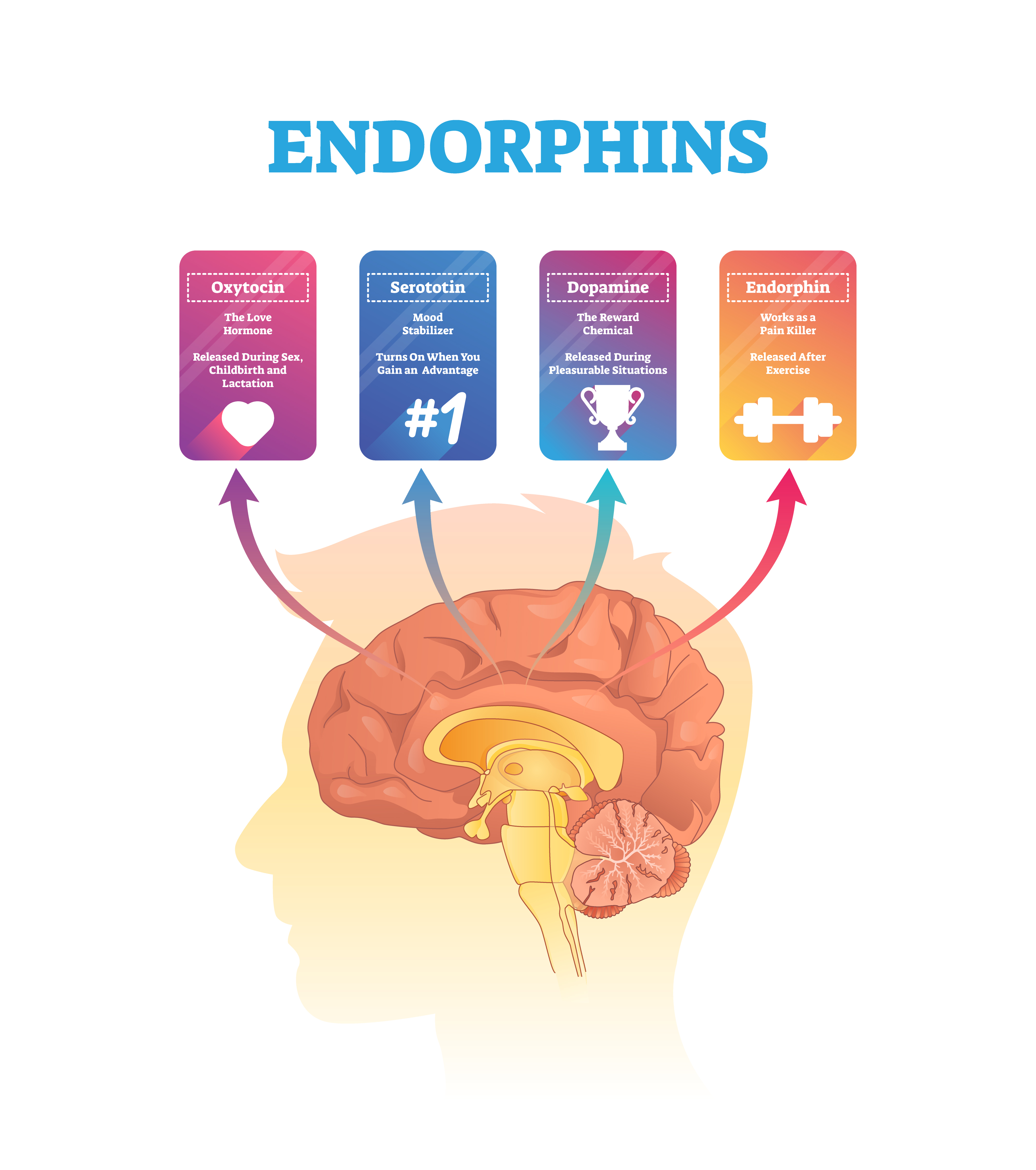 Enorphins actions - infographic