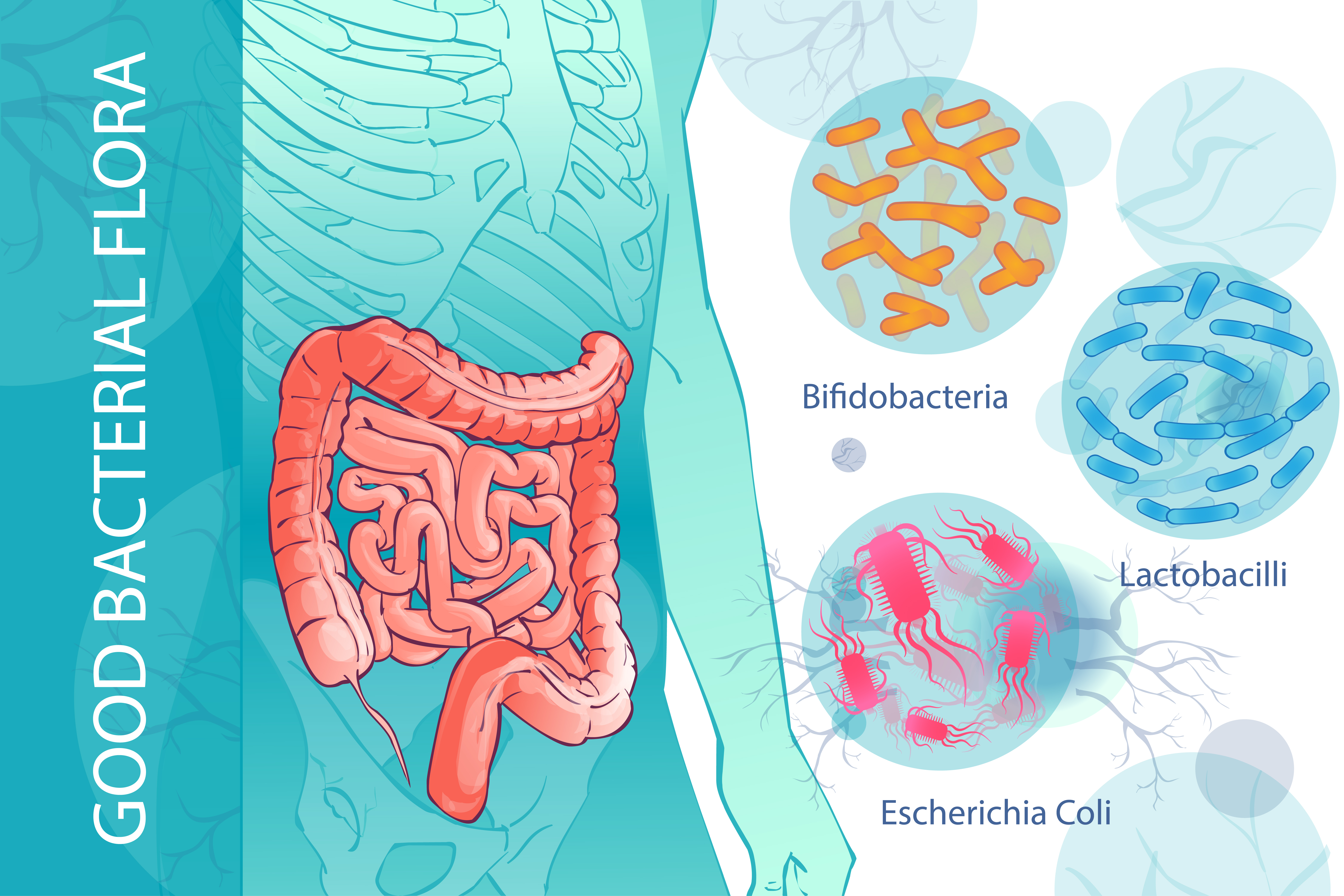 You should focus on rebuilding good strains in your bowel!