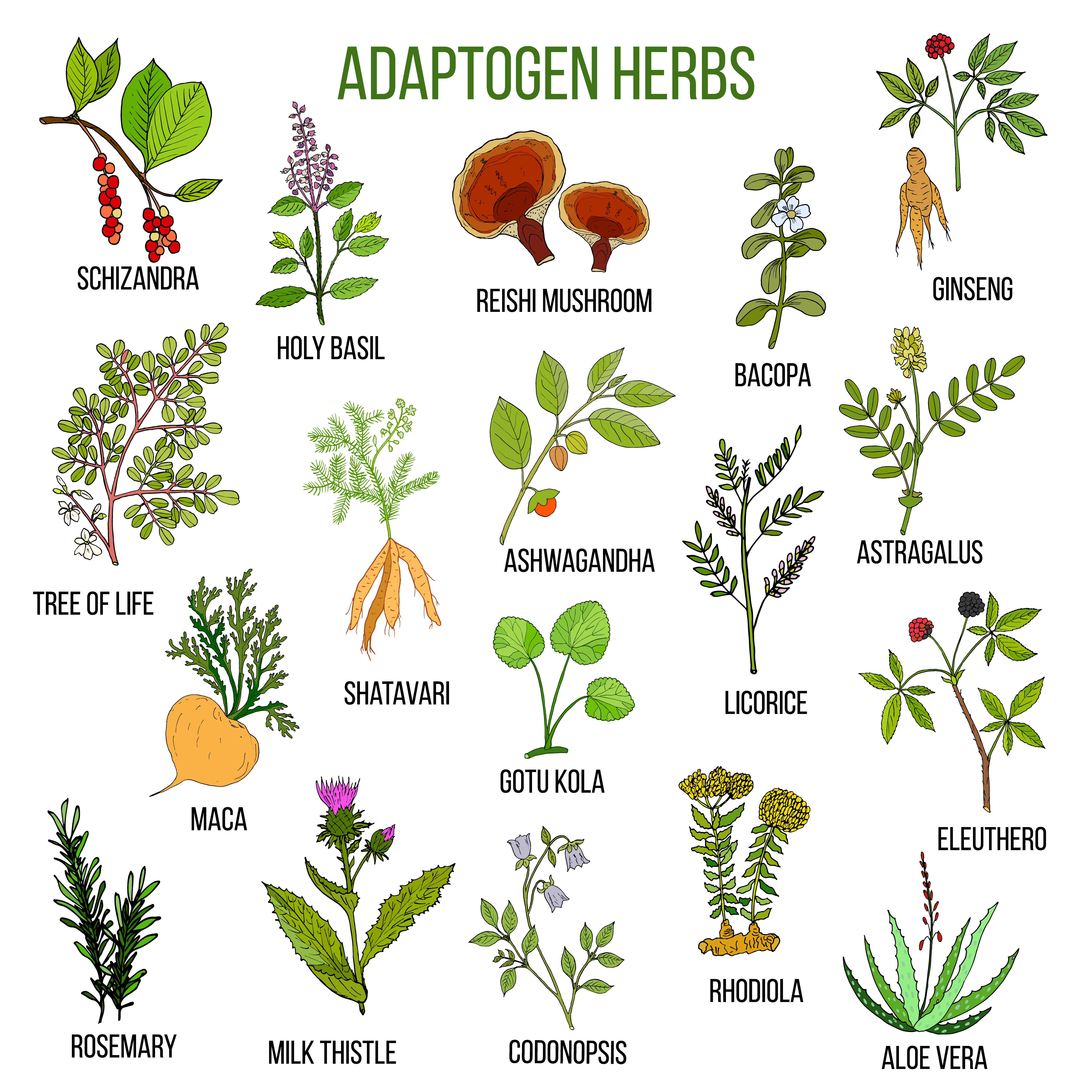 Adaptogenic herbs seems to be the most convenient way to lower cortisol level