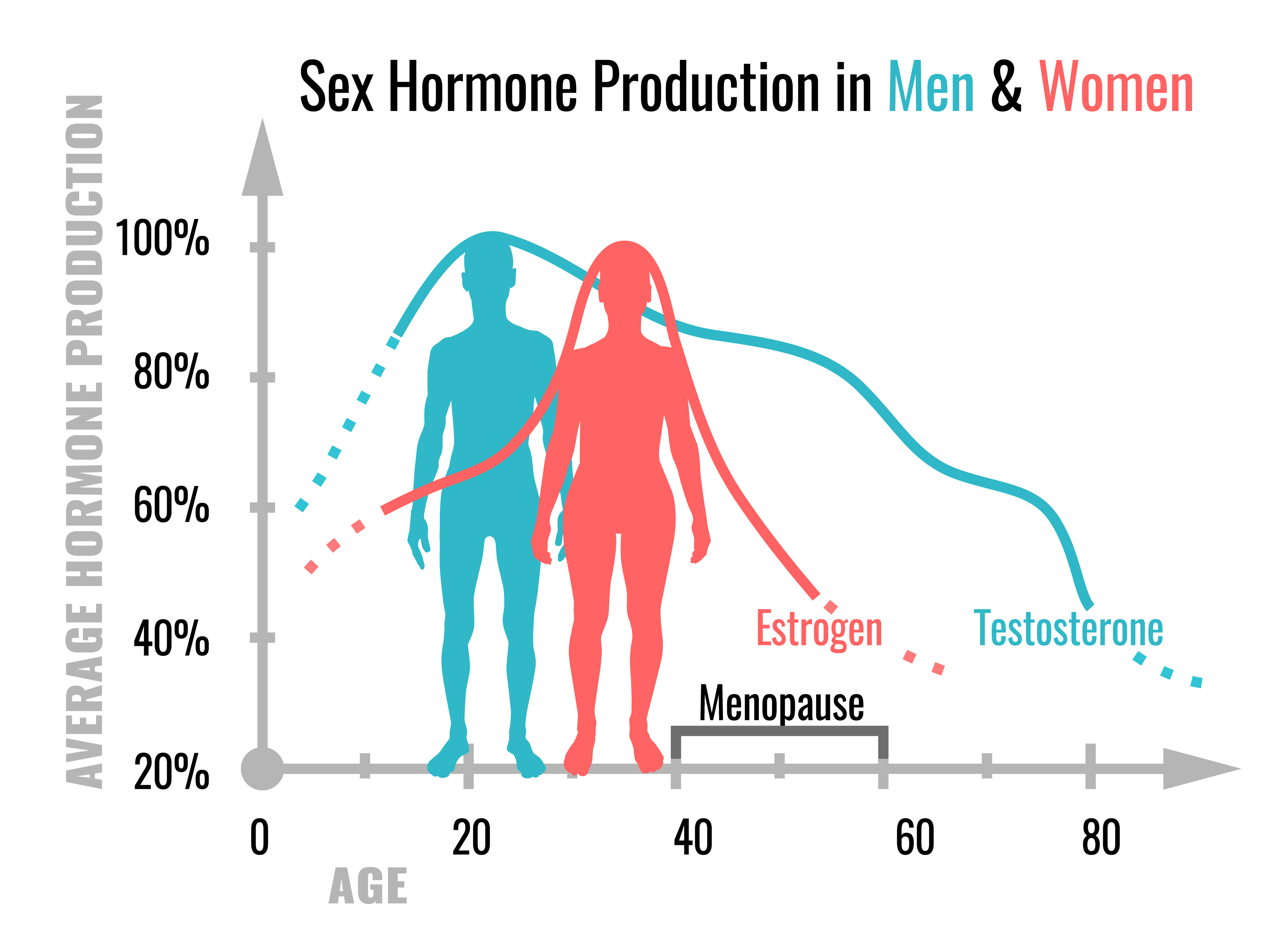 Production of basic hormones in women and men throughout the life span - infographic