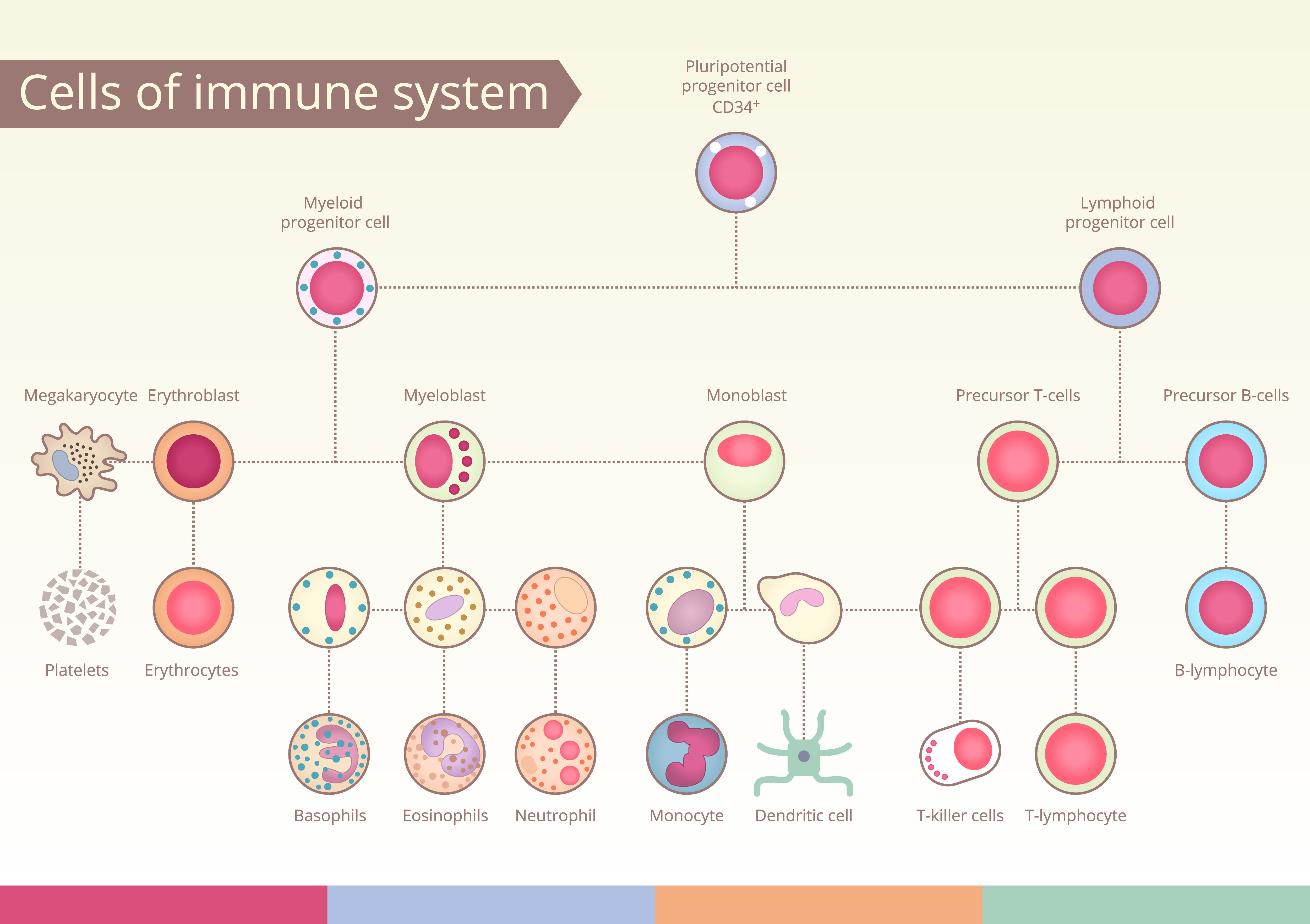 Which cells are responsible for our immune system actions?