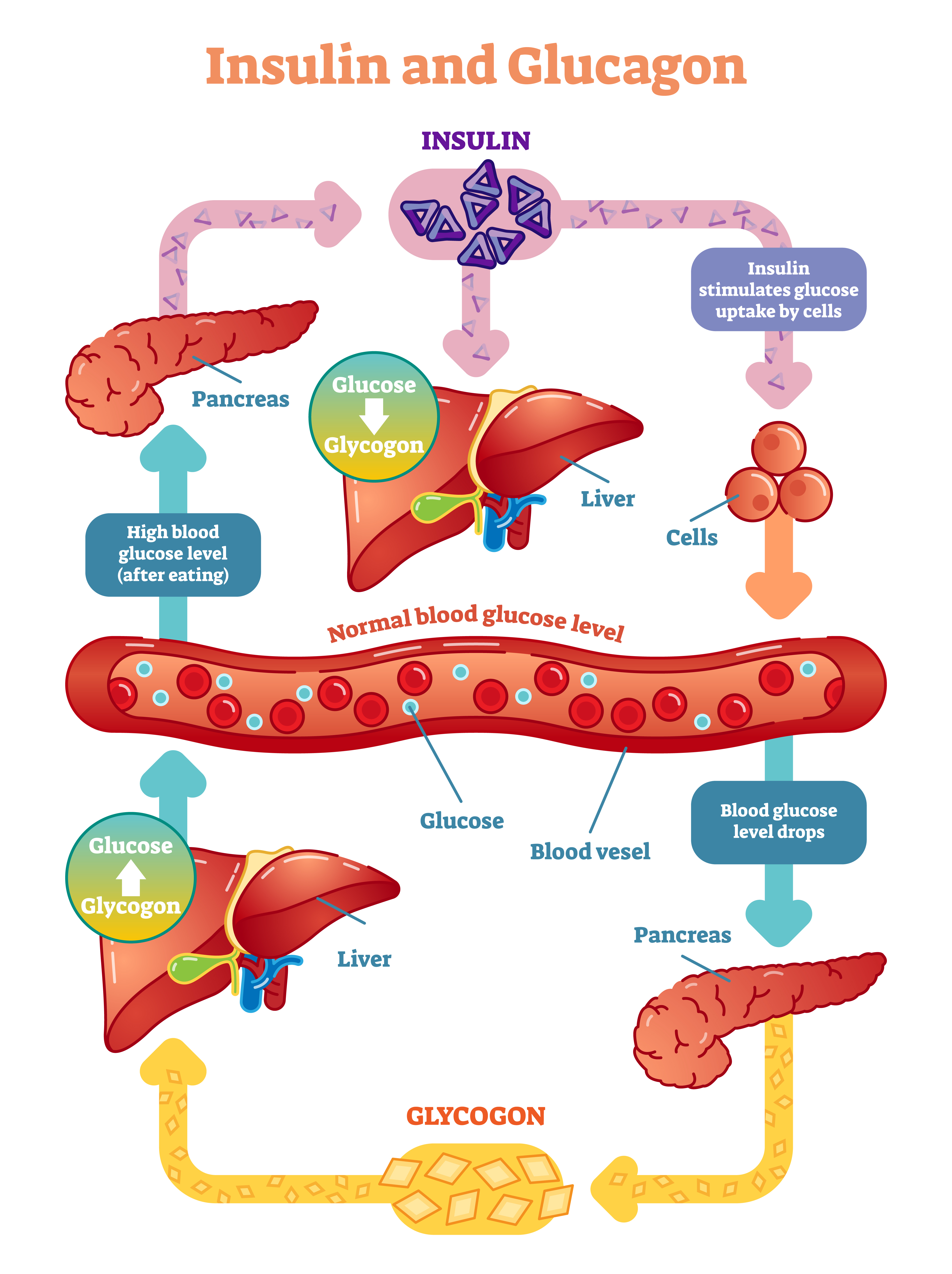 Insulin and Glucagon - infographic
