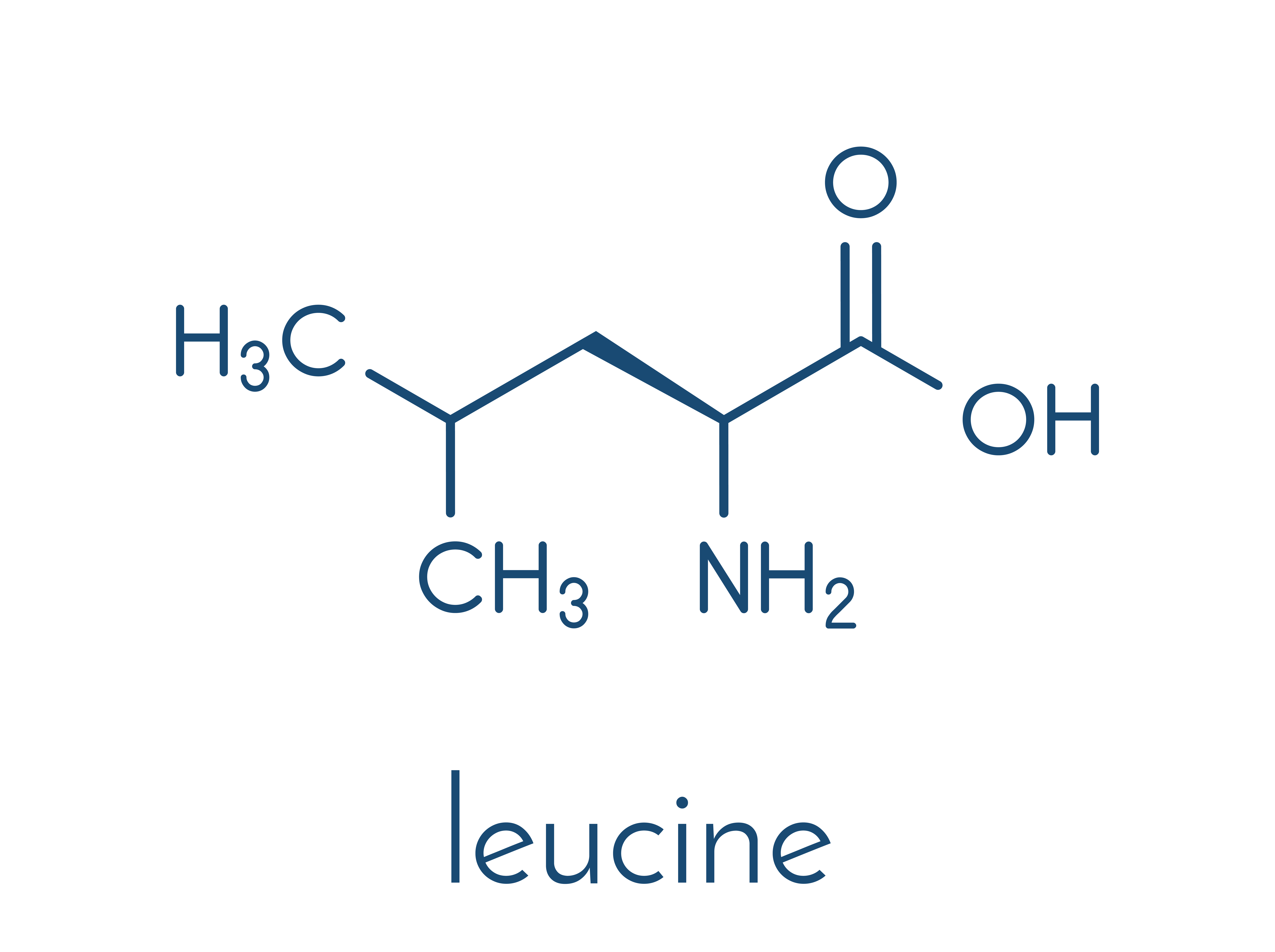 Leucine - the most important egzogenous amino acid, which supplementation is crucial if you want to build muscle mass
