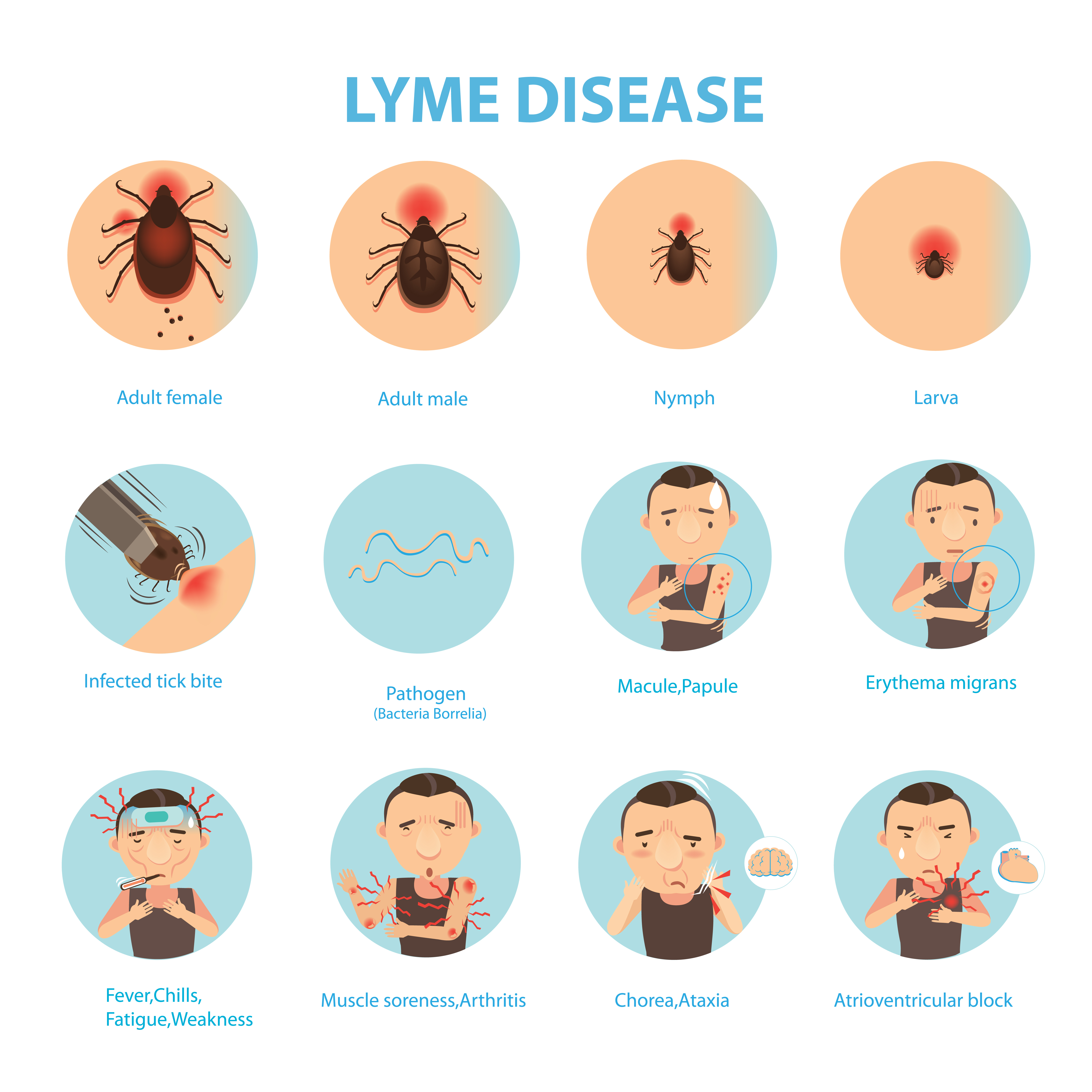 Lyme disease in nutshell