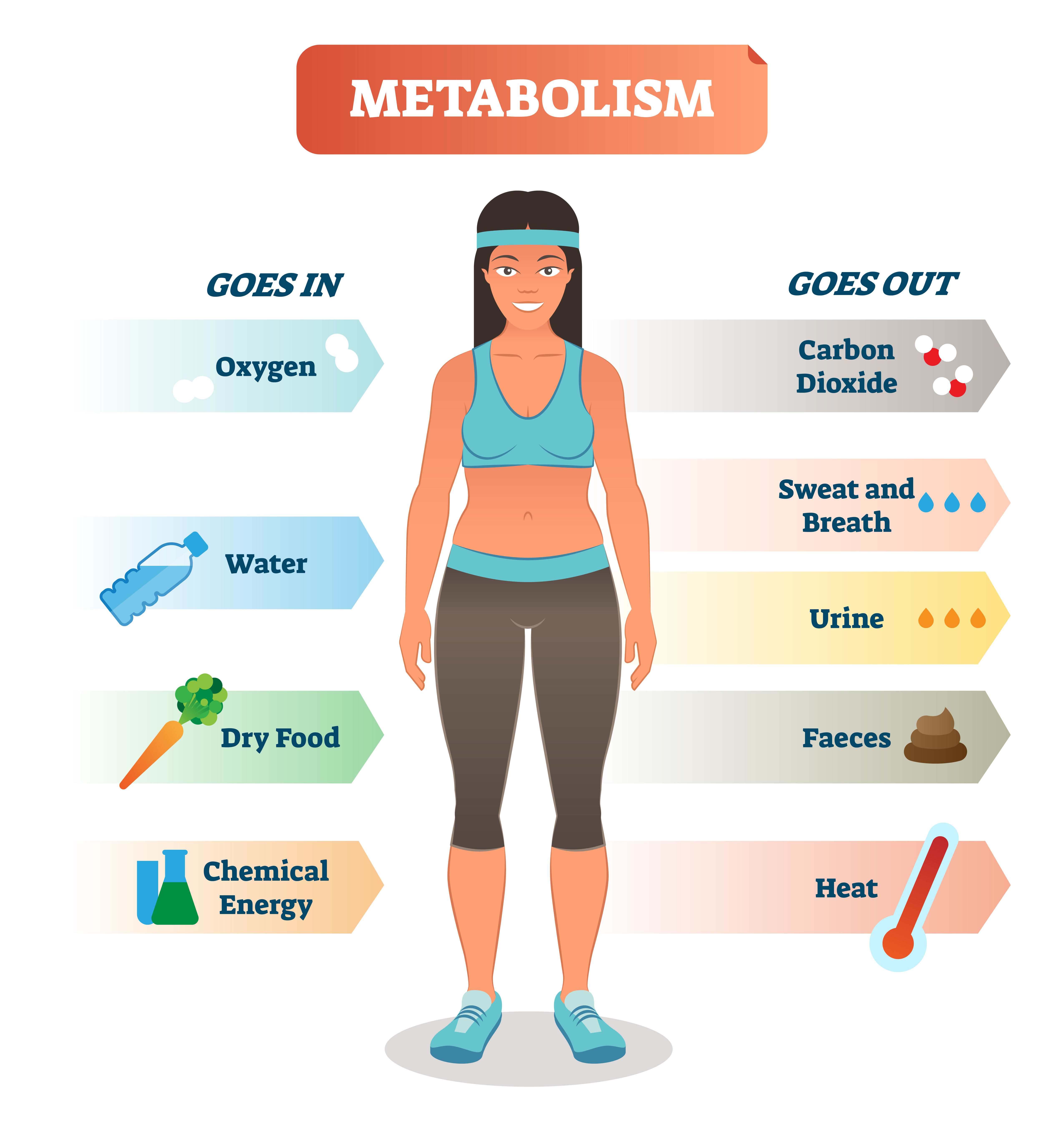 How the human metabolism works in very short and simplified way!