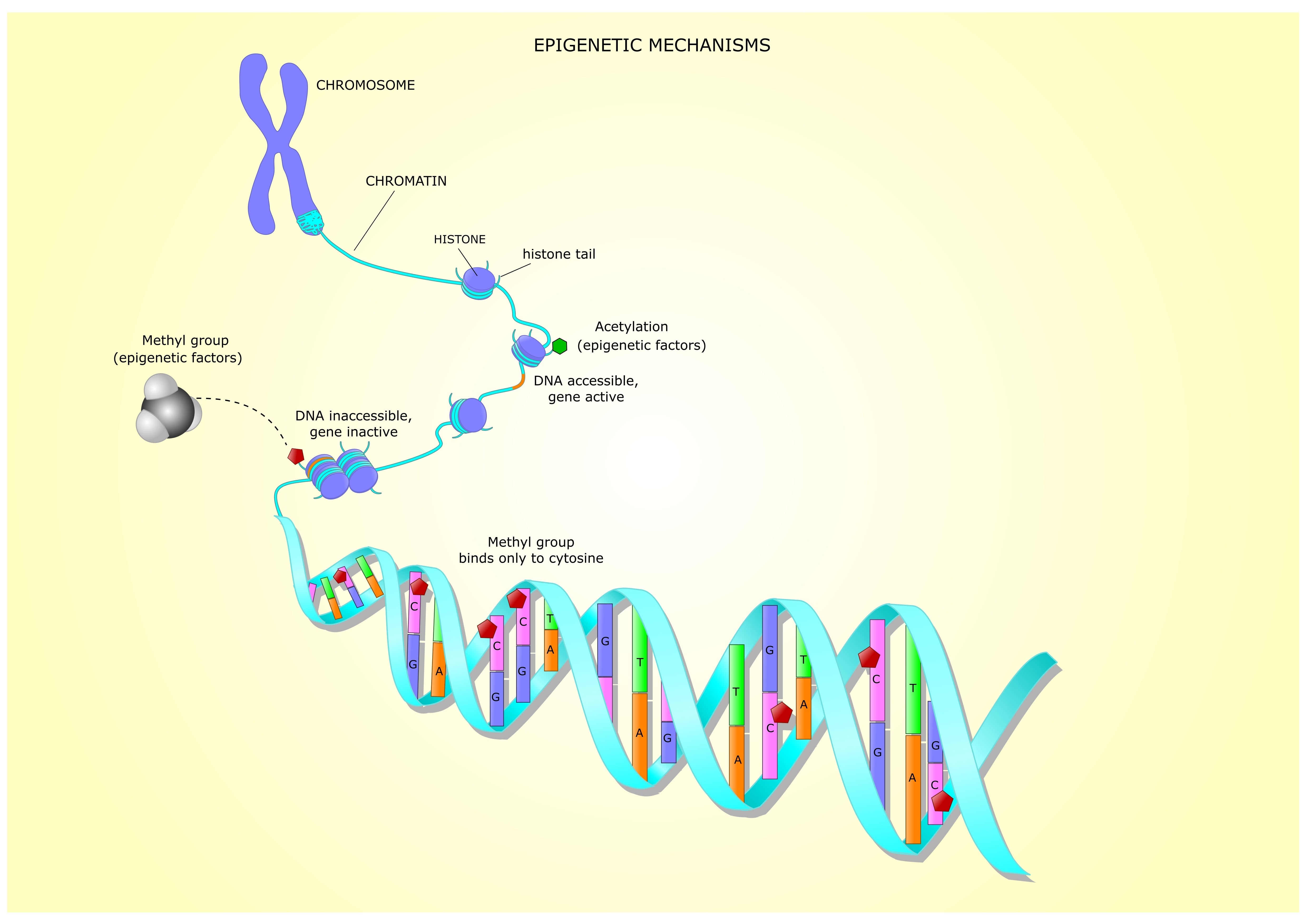 A methylation process is crucial in proper DNA expression