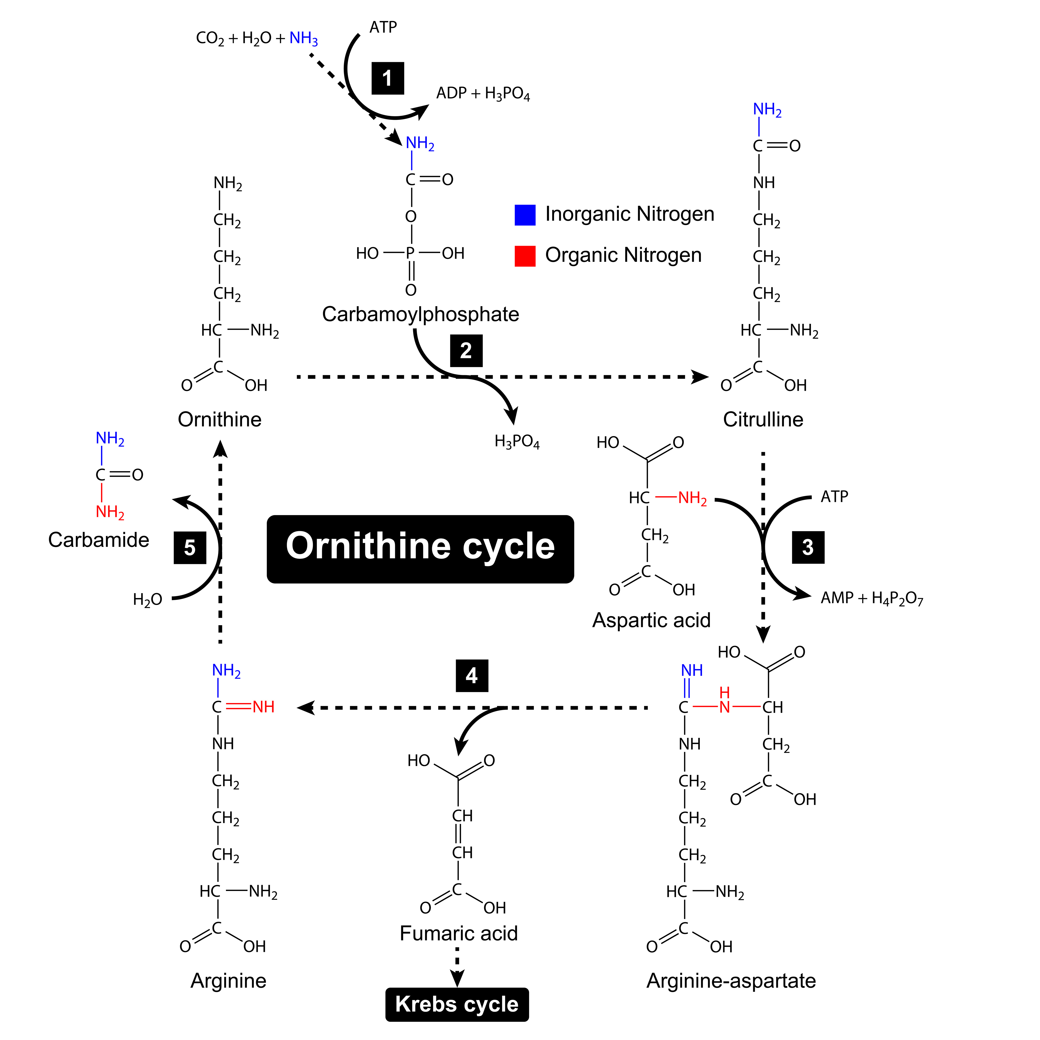 Ornithine actions are mainly related to being a main part of Ornithine cycle - crucial for proper Nitrogen balance