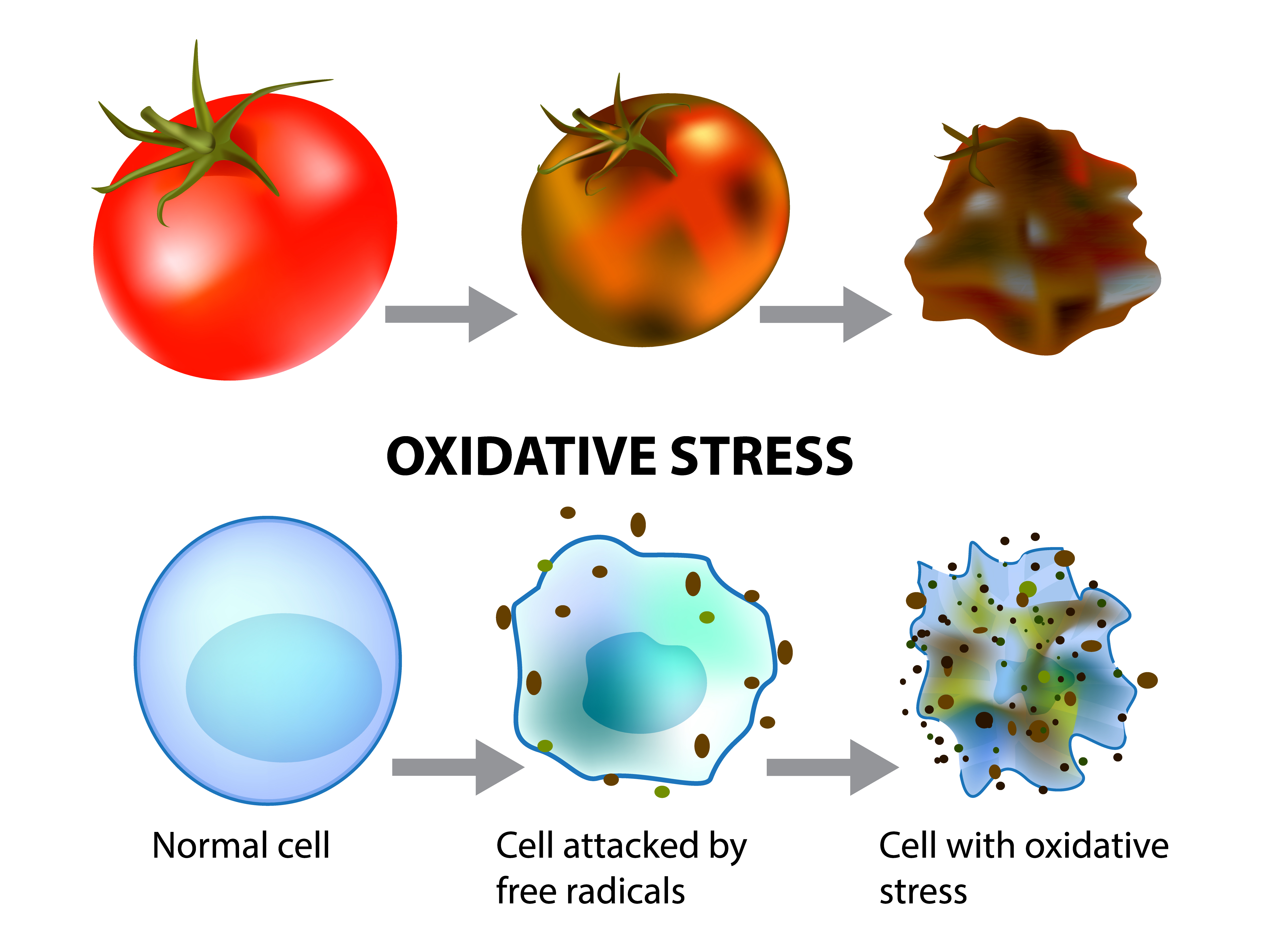 What are antioxidants guarding us against!