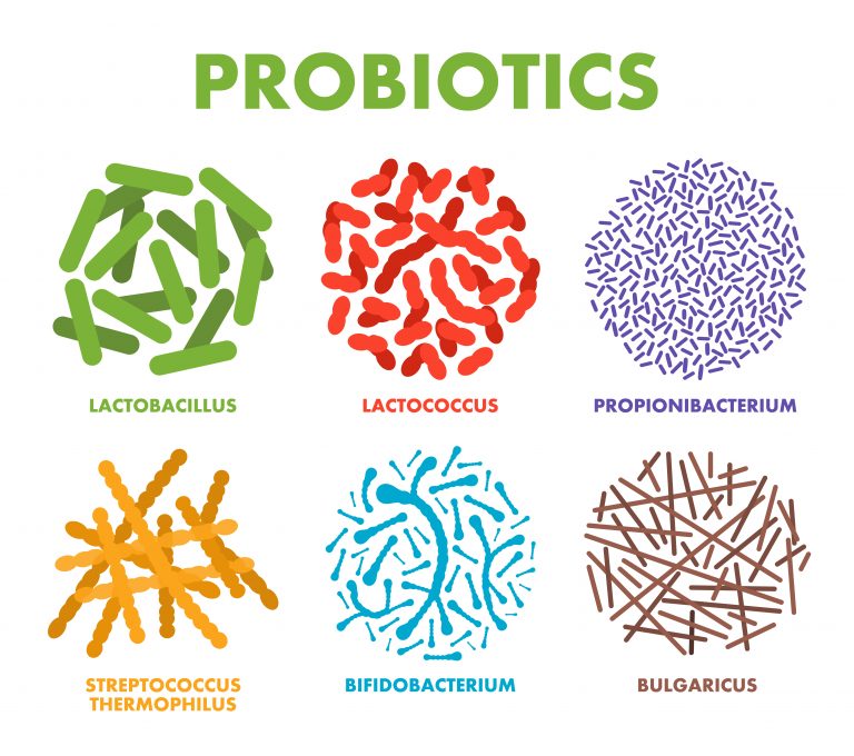 Different strains of good bacteria - probiotics