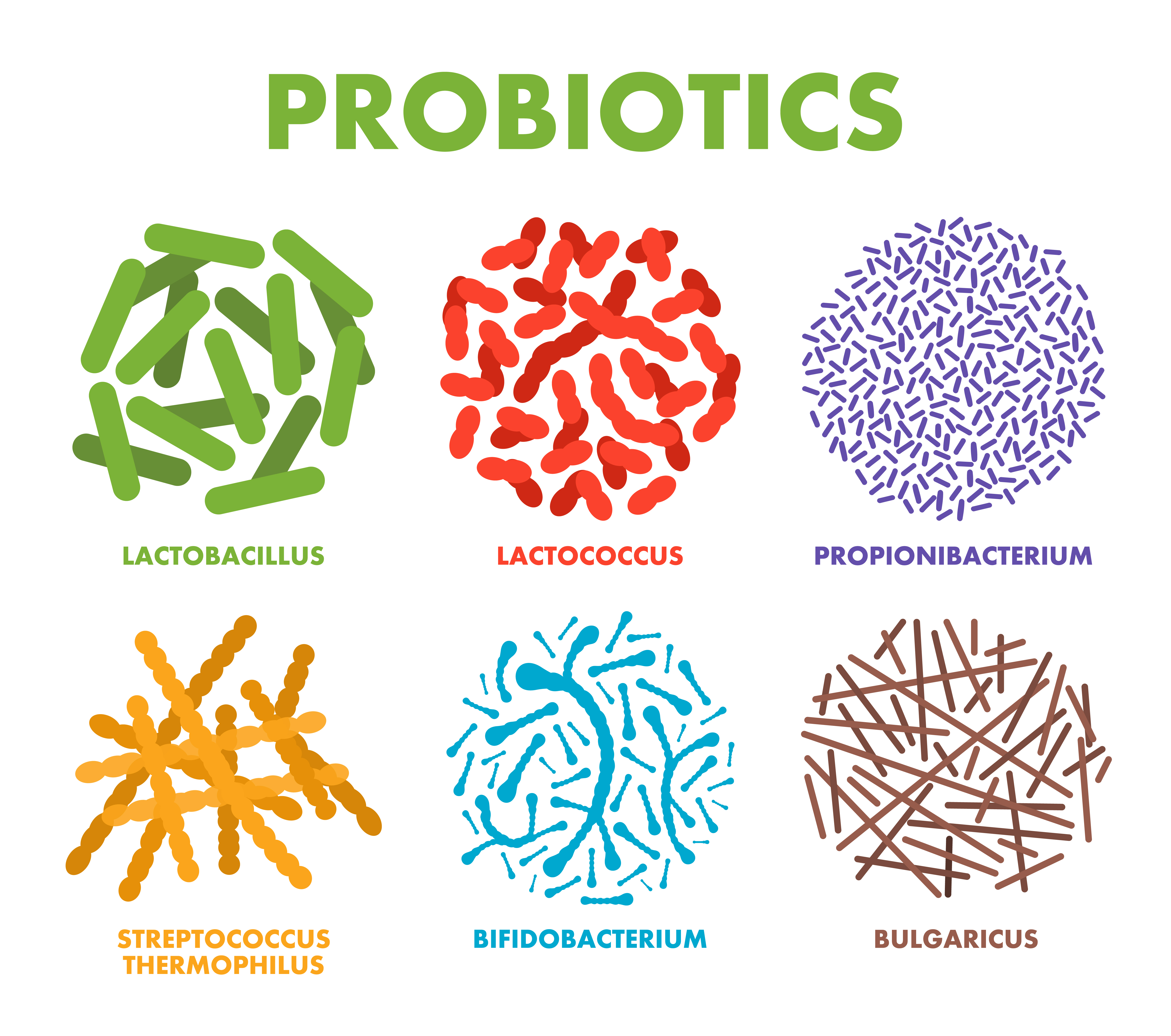 Different strains of good bacteria - probiotics