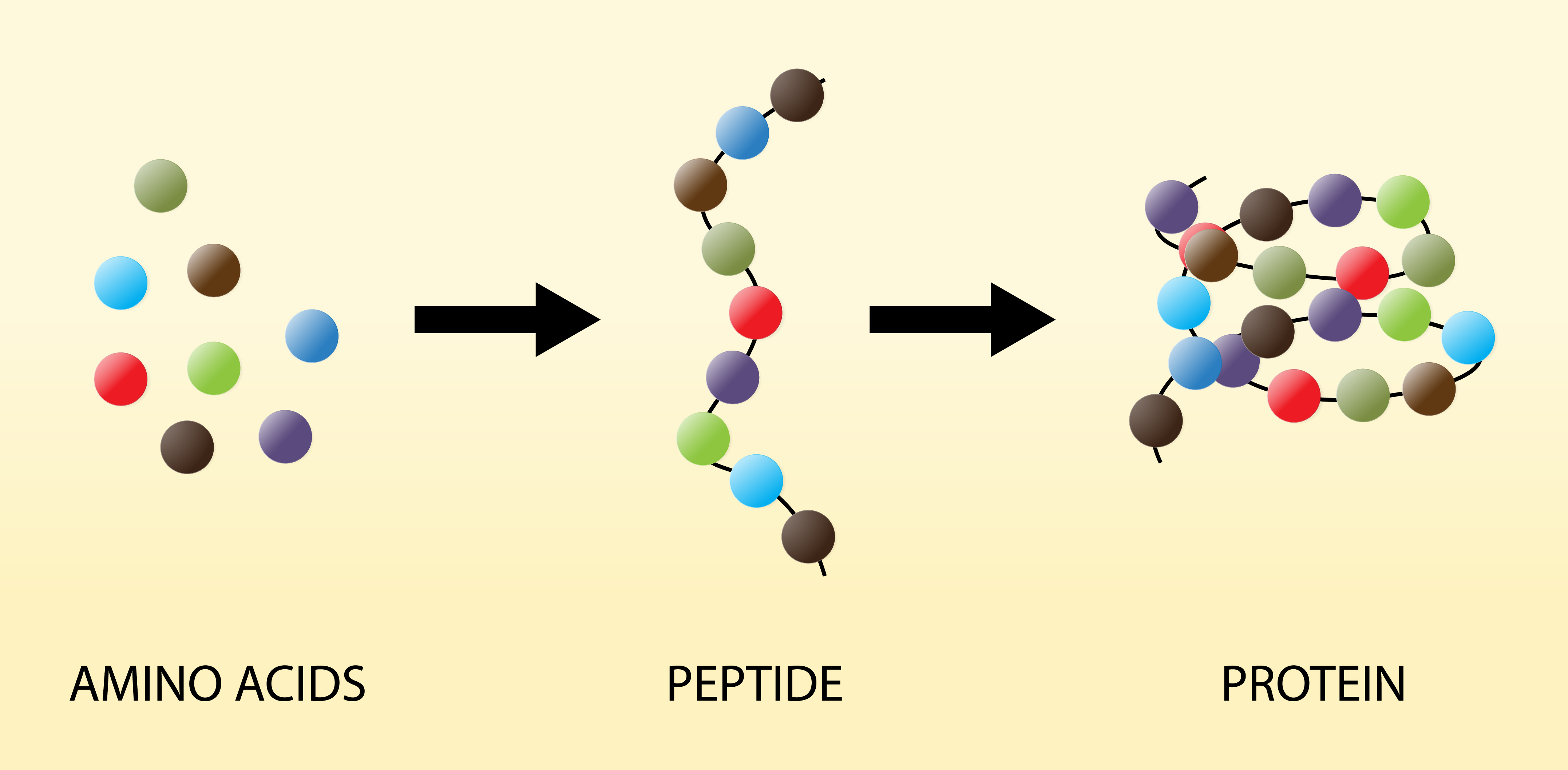 How are proteins built?