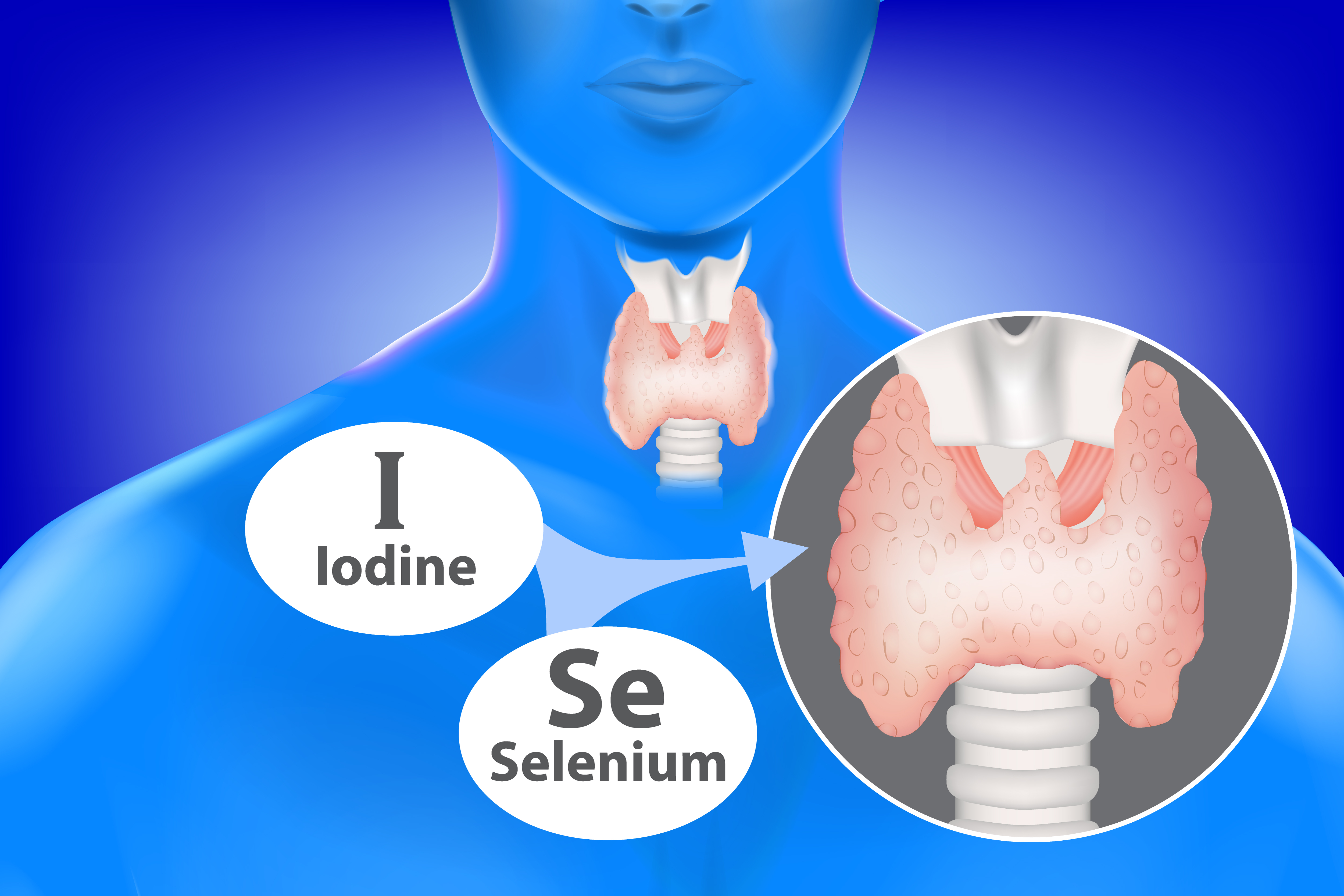 Selenium is crucial for thyroid actions