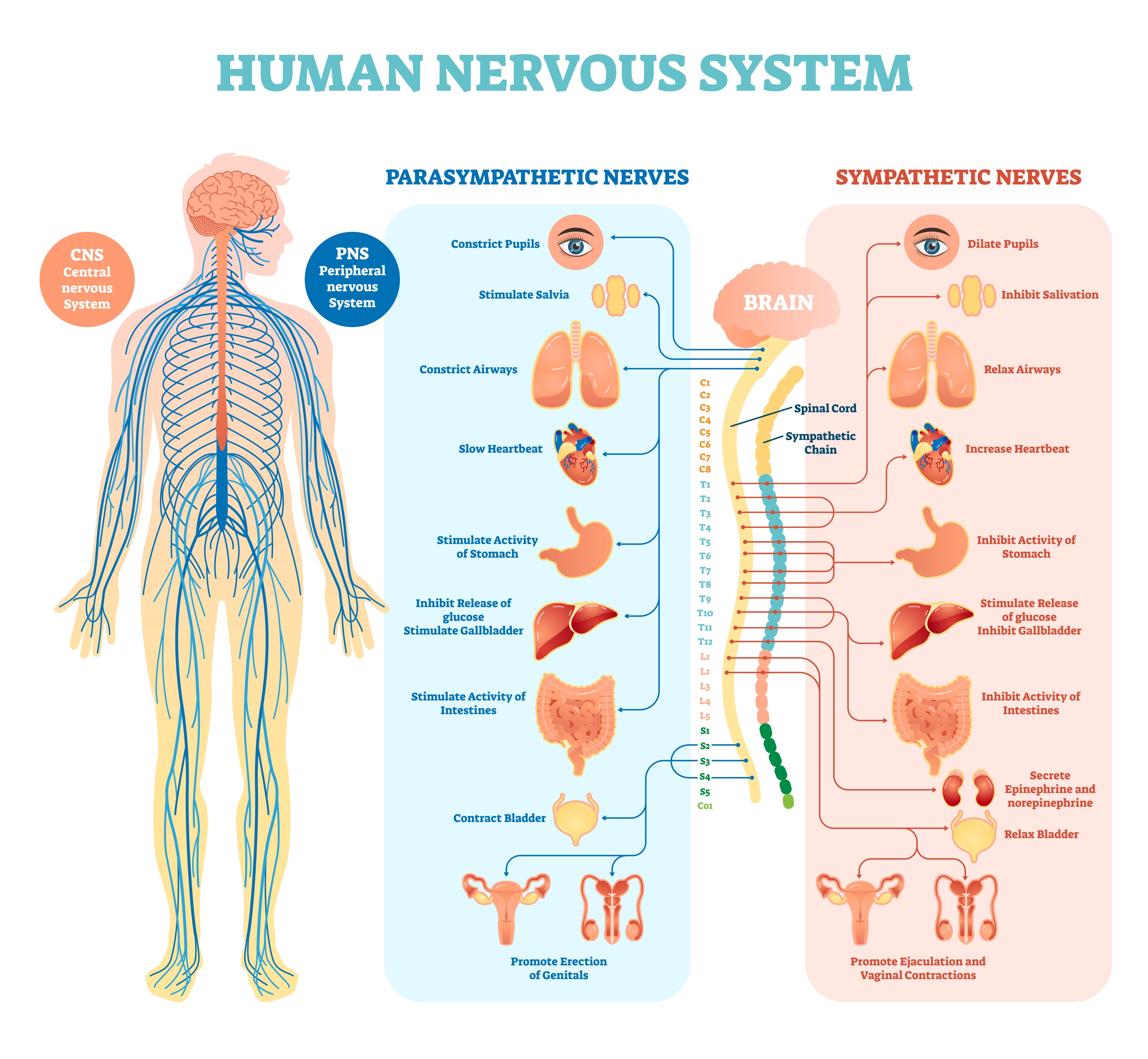 Pregnenolone can be a huge help in improving your nervous system state