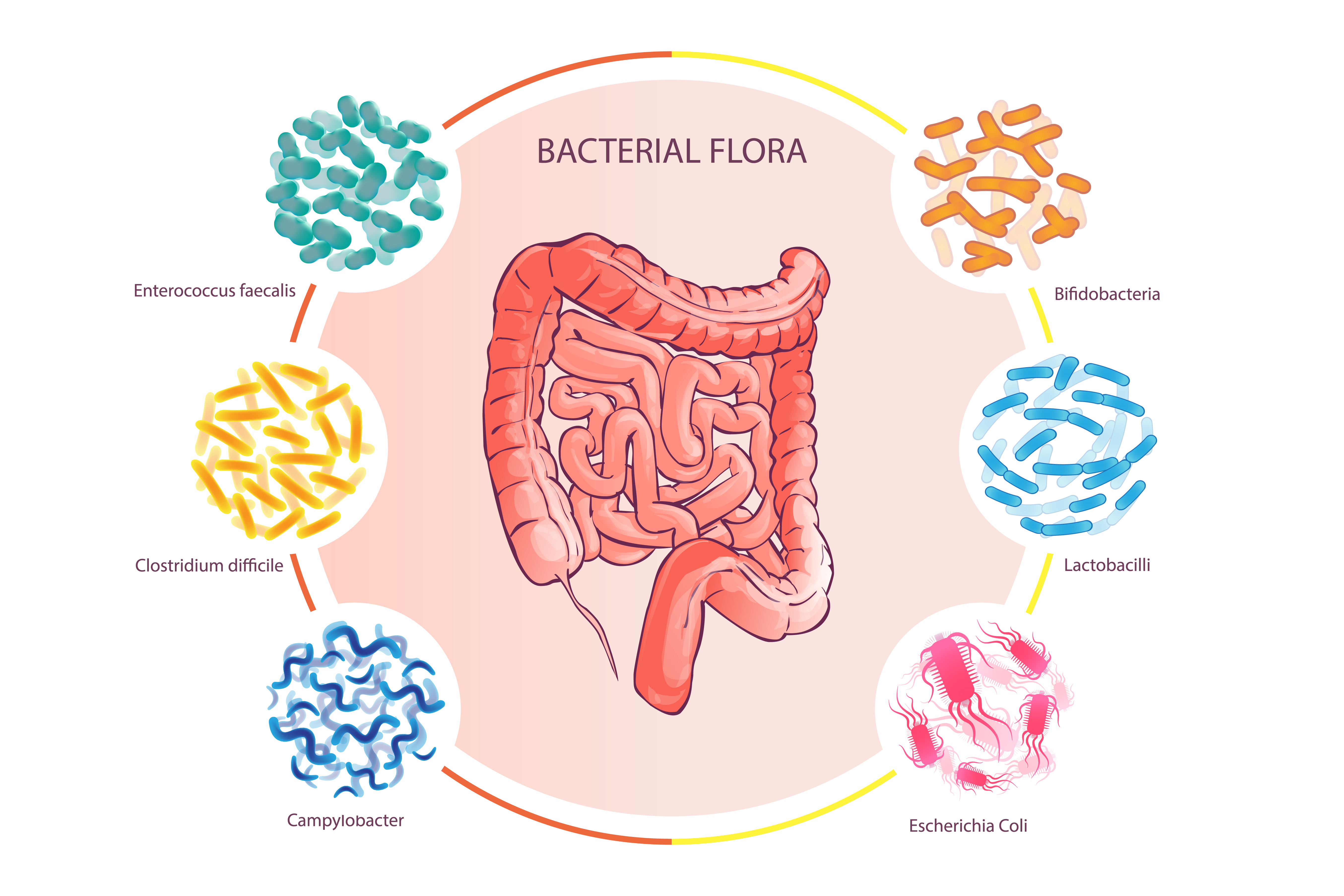 How does our intestinal microflora contain?