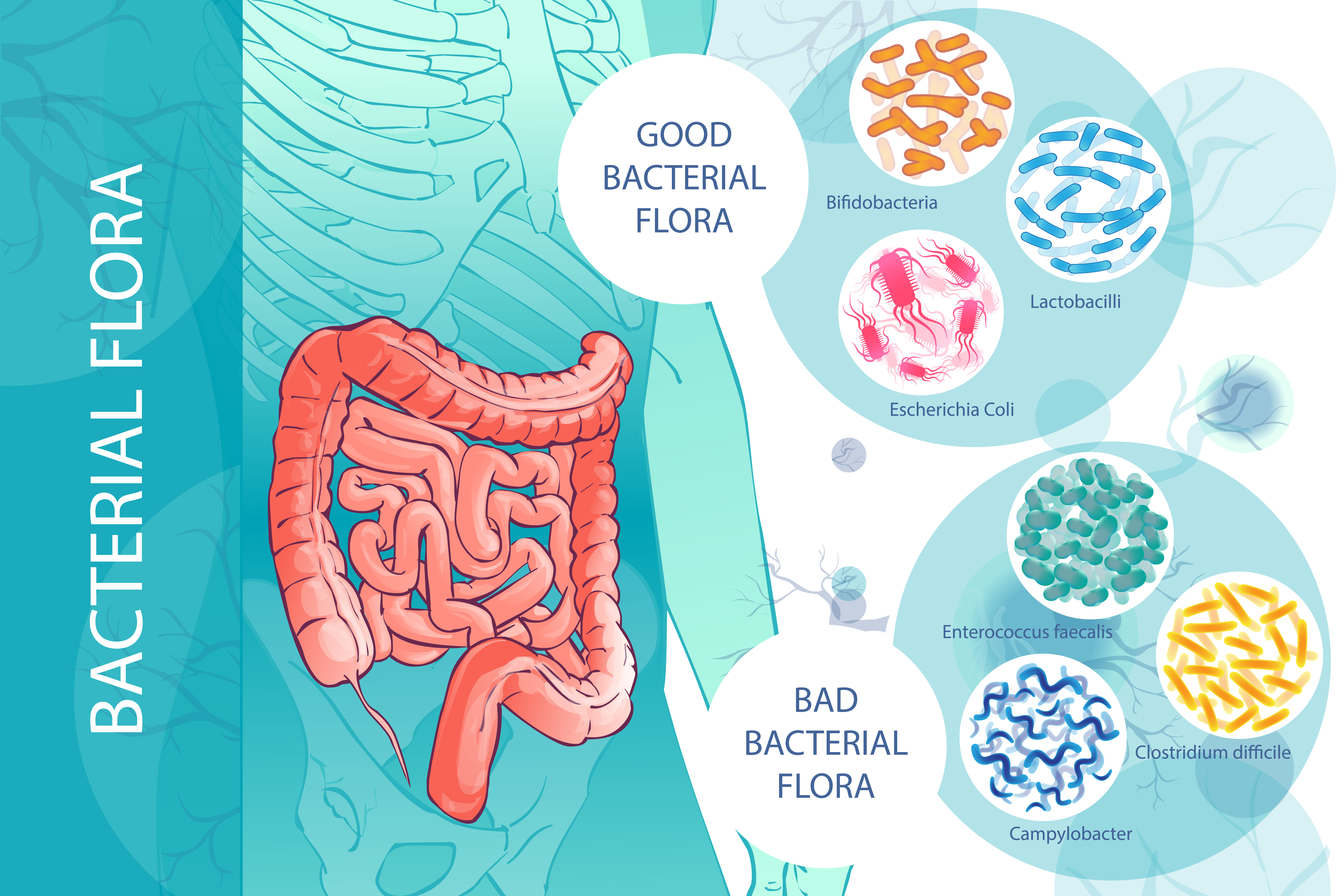 We can different two types of bacteria - Good Bacteria, and Bad Bacteria. At the photo you can see which species are in those groups