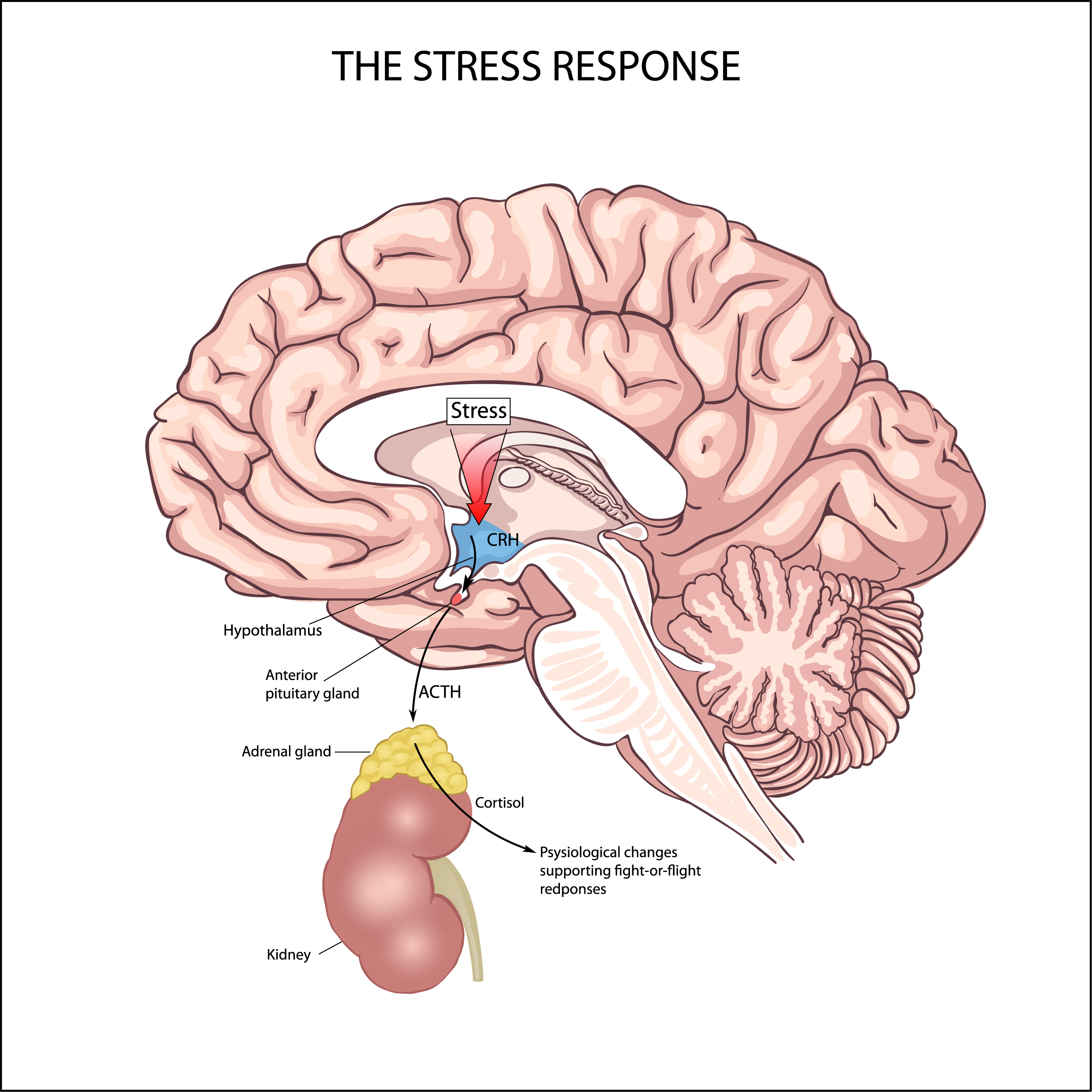 How the stress response is related to cortisol level - infographic