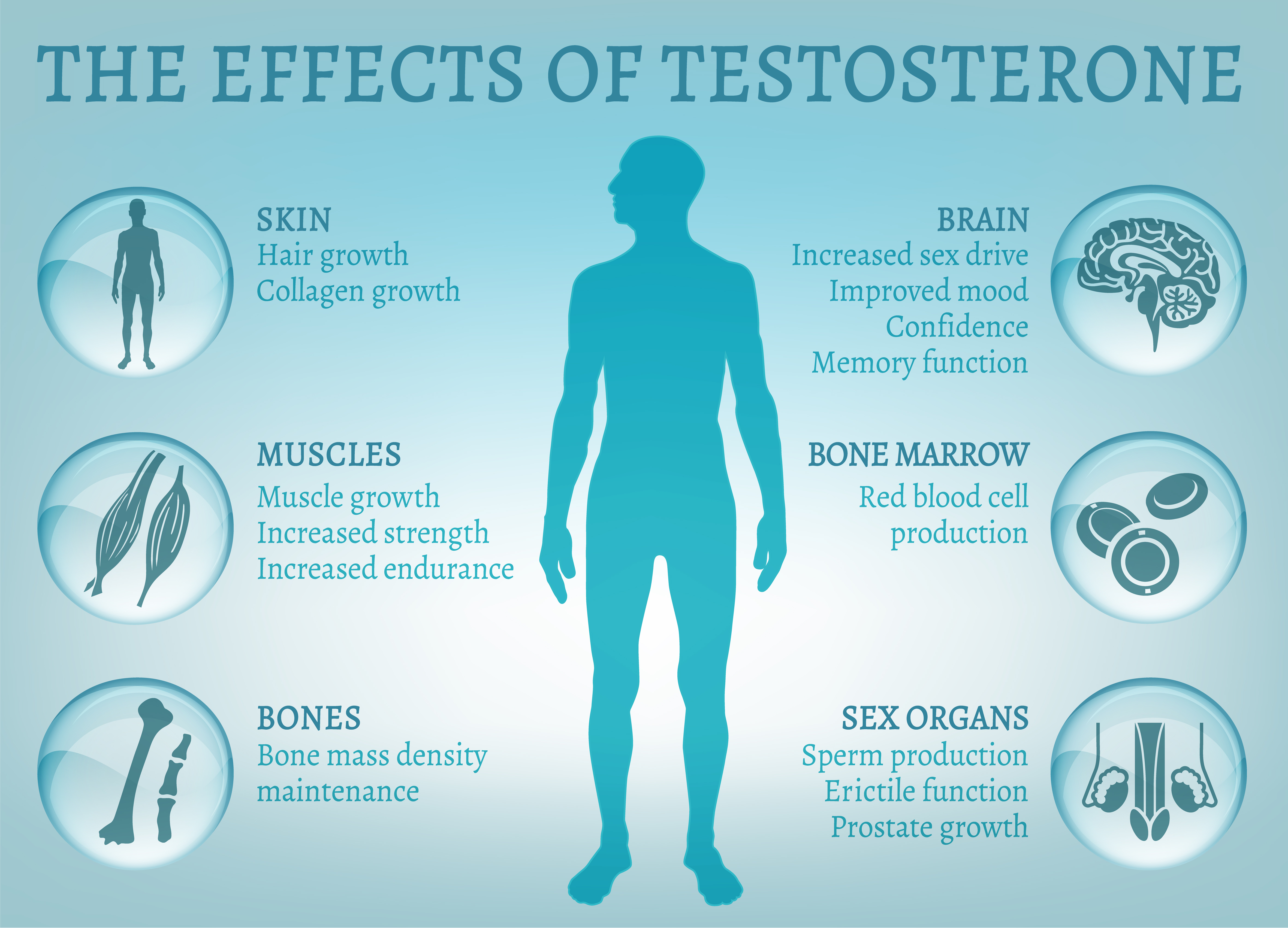 Benefits and actions of testosterone - infographic