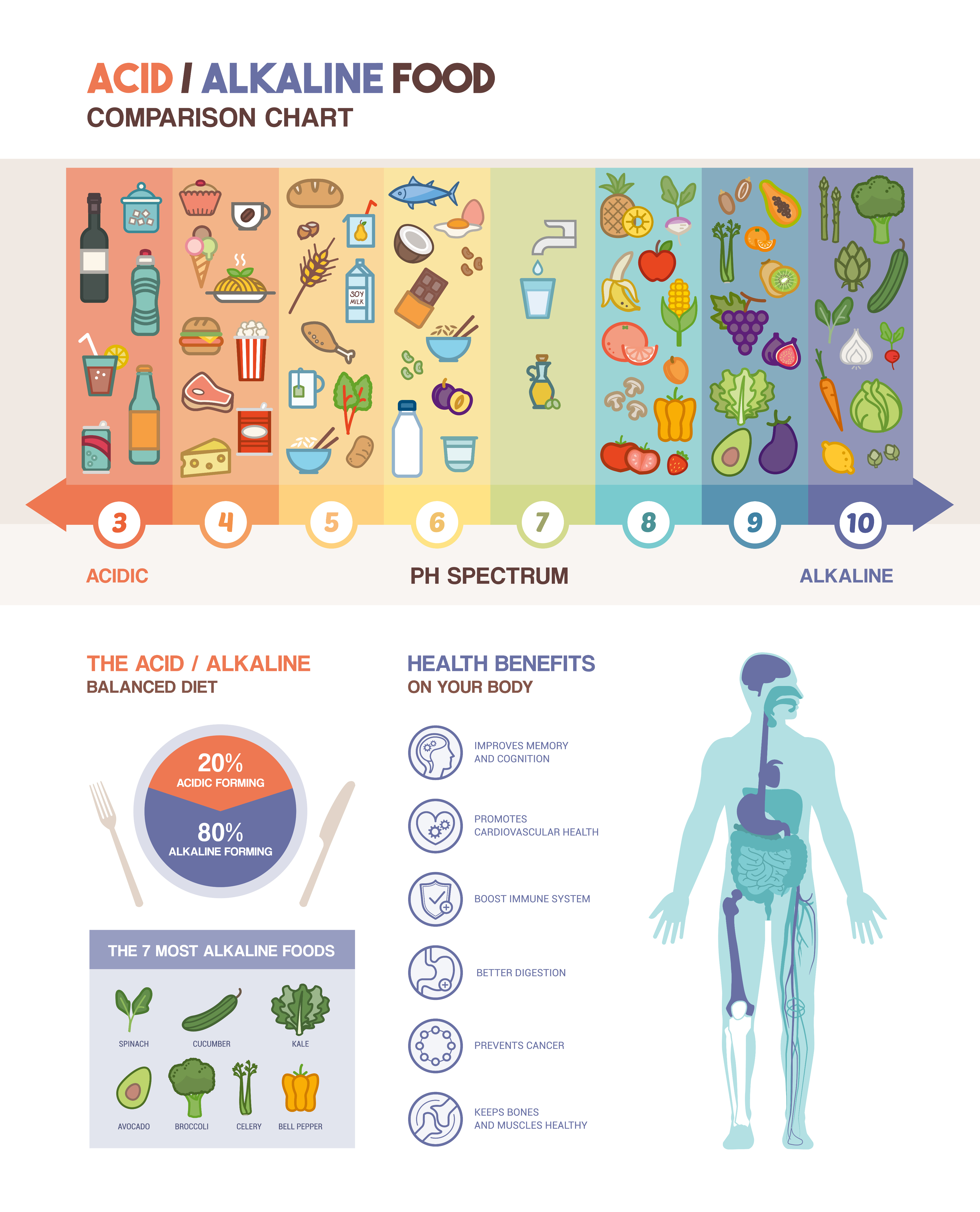 Body acidification - basic information infographic