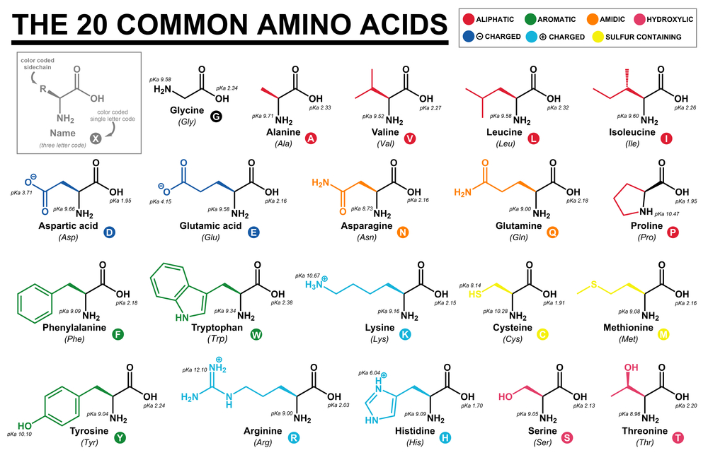 The set of 20 basic amino acids,necessary for proper functioning of our organism.