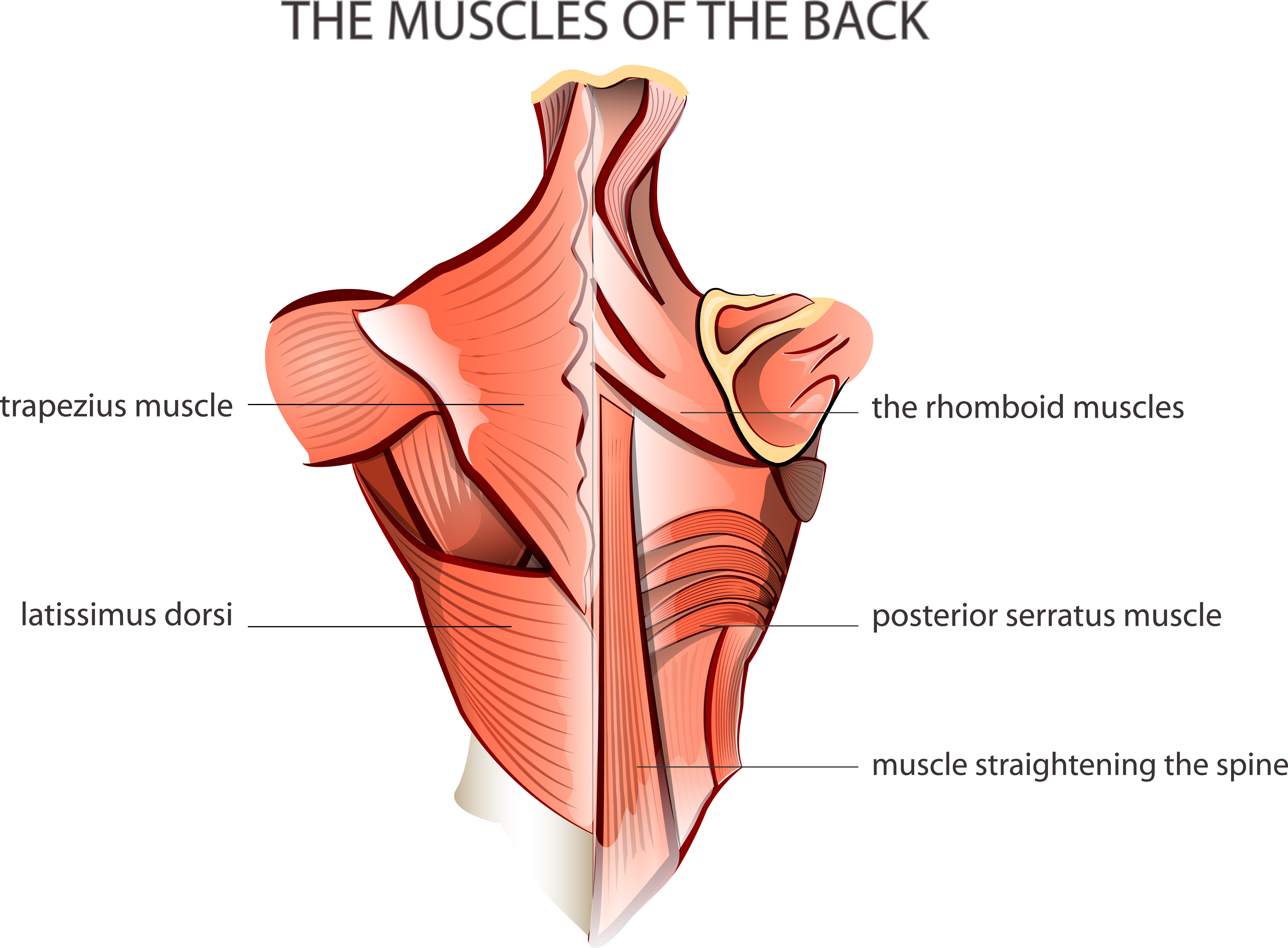 How back muscles are built?