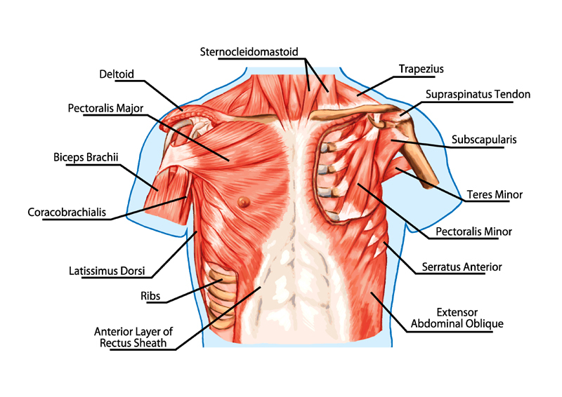 Chest muscles anatomy