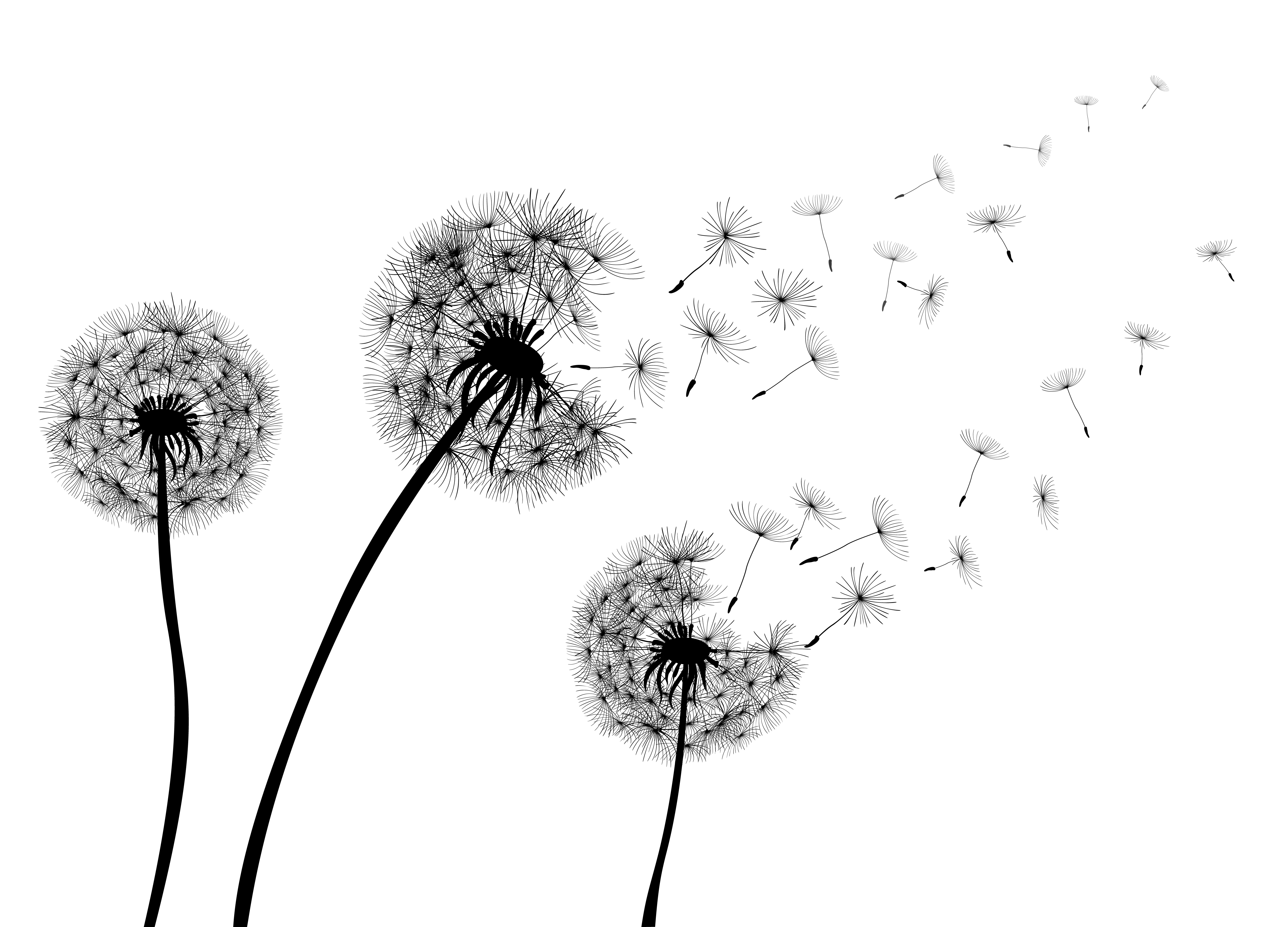 Dandelion - not only for making up your wishes, but also for getting rid of excessive water from your organism!