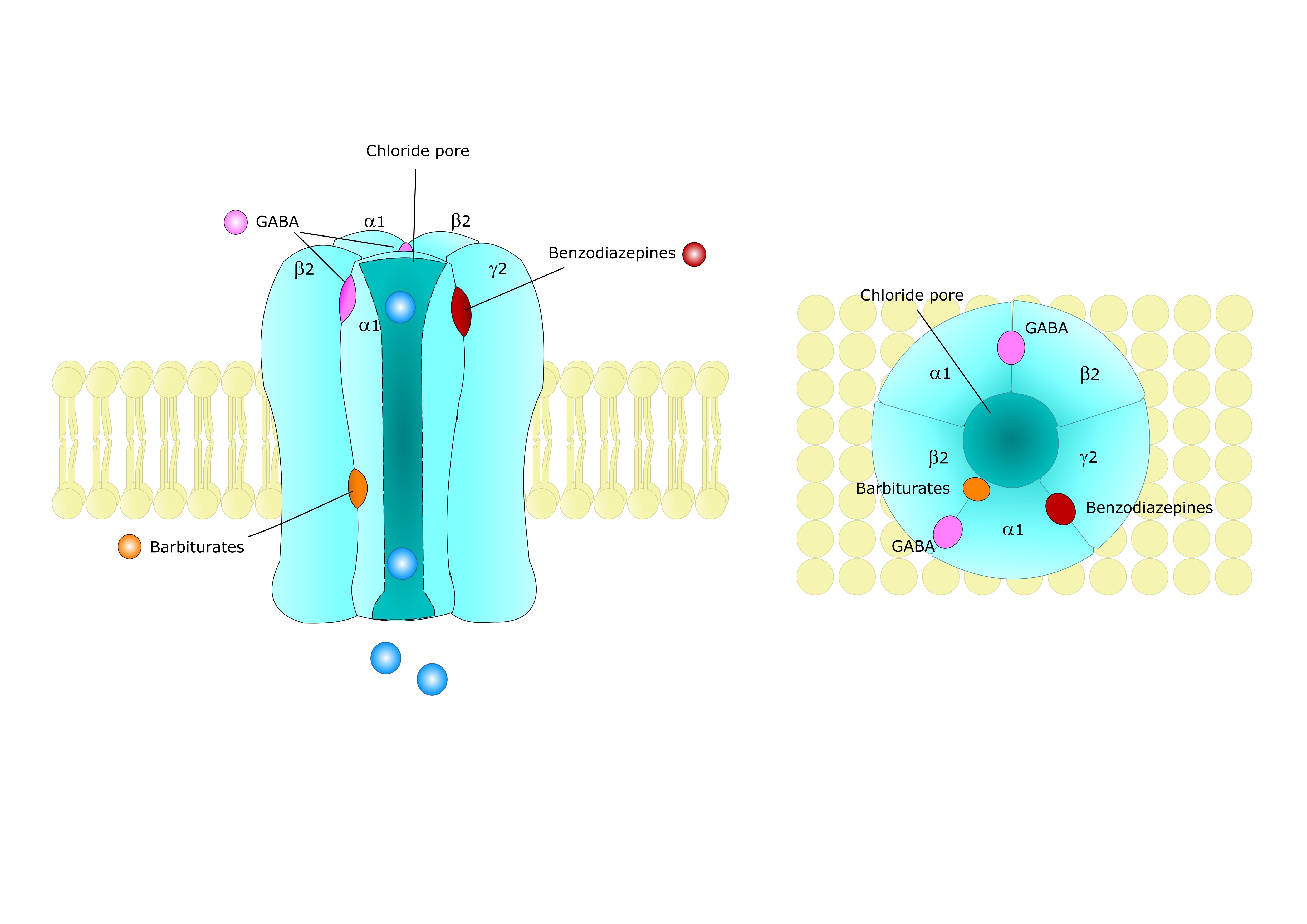 How does GABA receptors look like?