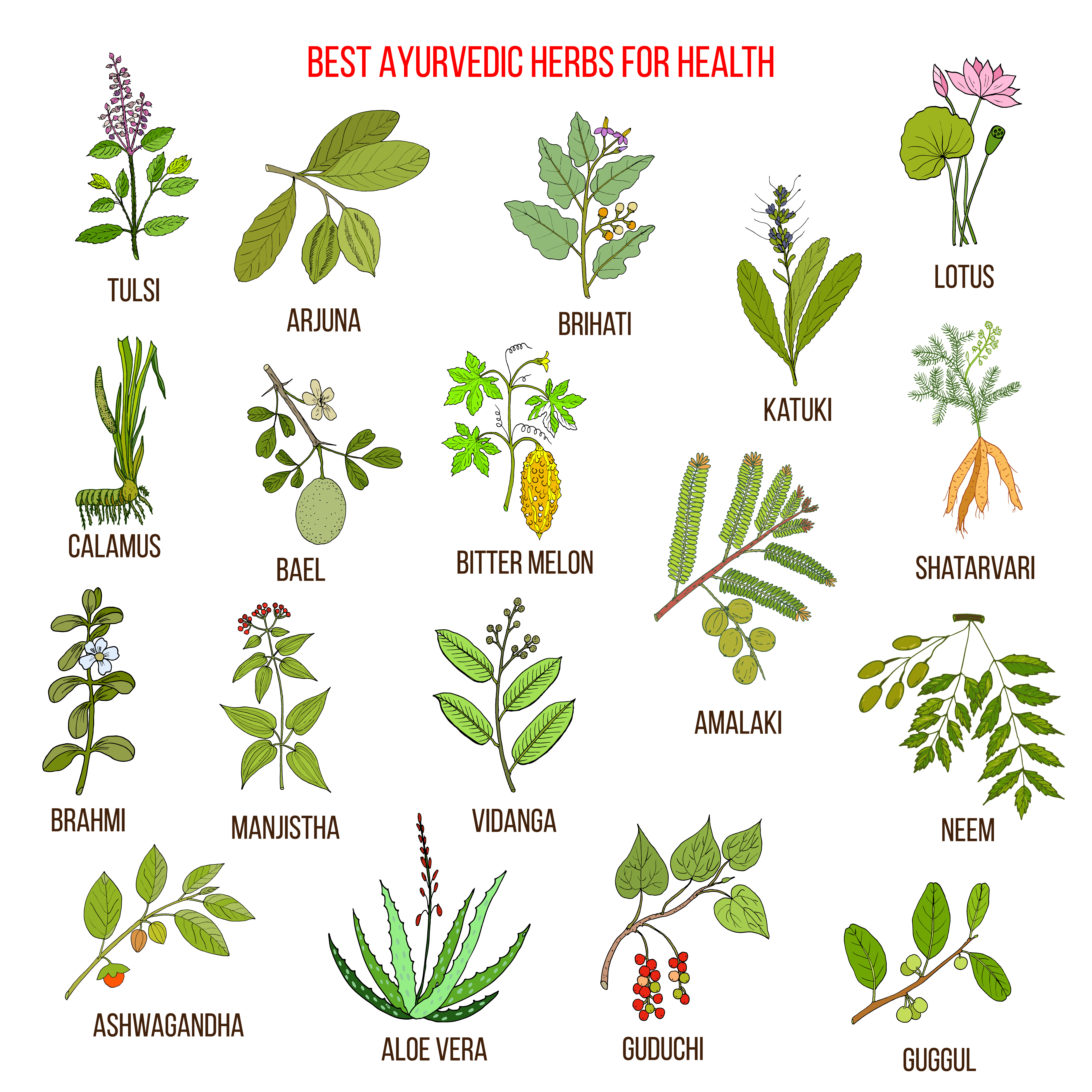 We have a plenty of herbs to boost our metabolism. And it is always suggested to stick to natural solutions!