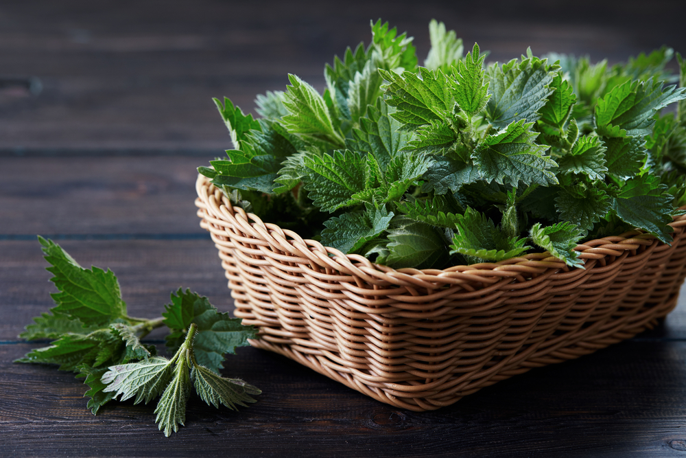 Stinging Nettle is probably the most known and effective natural diuretic!