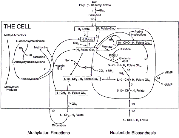 1.1.Diagram showing folate metabolism from Vitamin Analysis for the Health & Food Sciences Ronald R. Eitenmiller and WO Lander, Jr