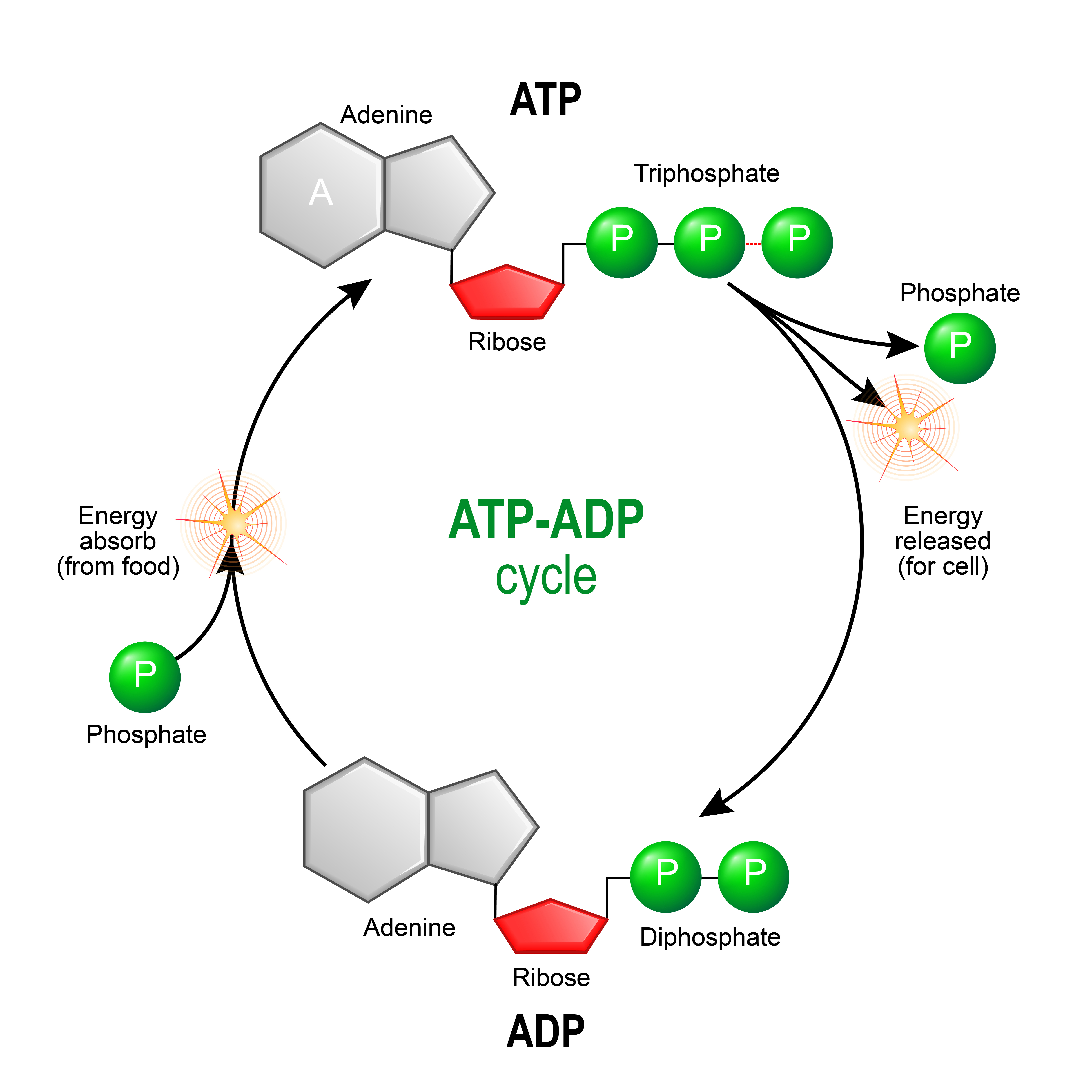 ATP metabolism - breakdown and regeneration