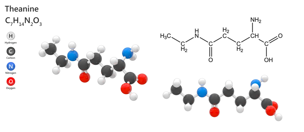 L-Theanine chemical structure