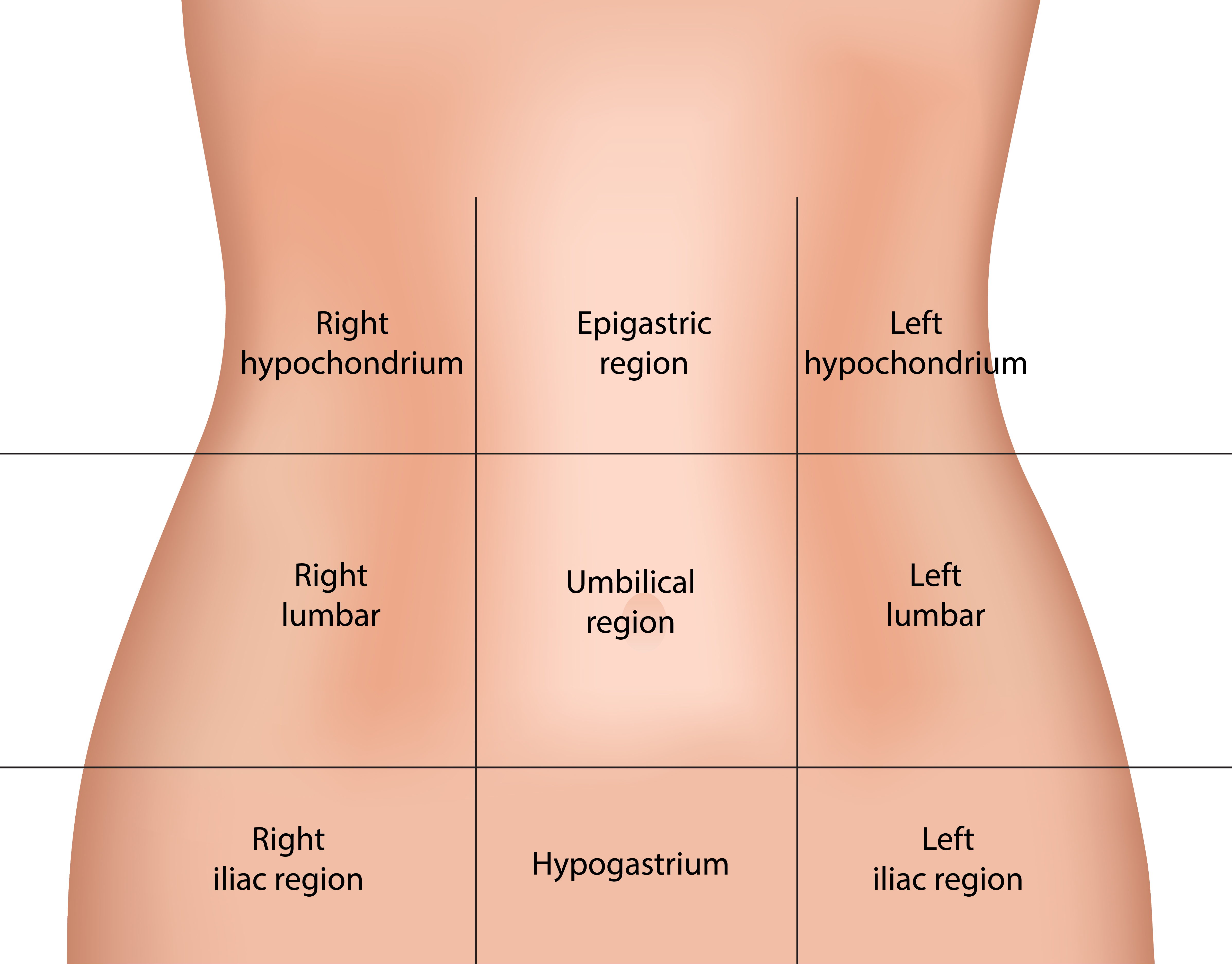Abdomen anatomy