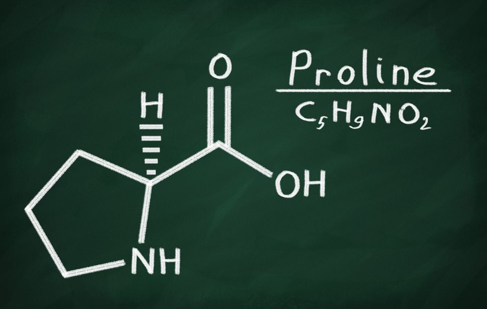 proline prime 2.2