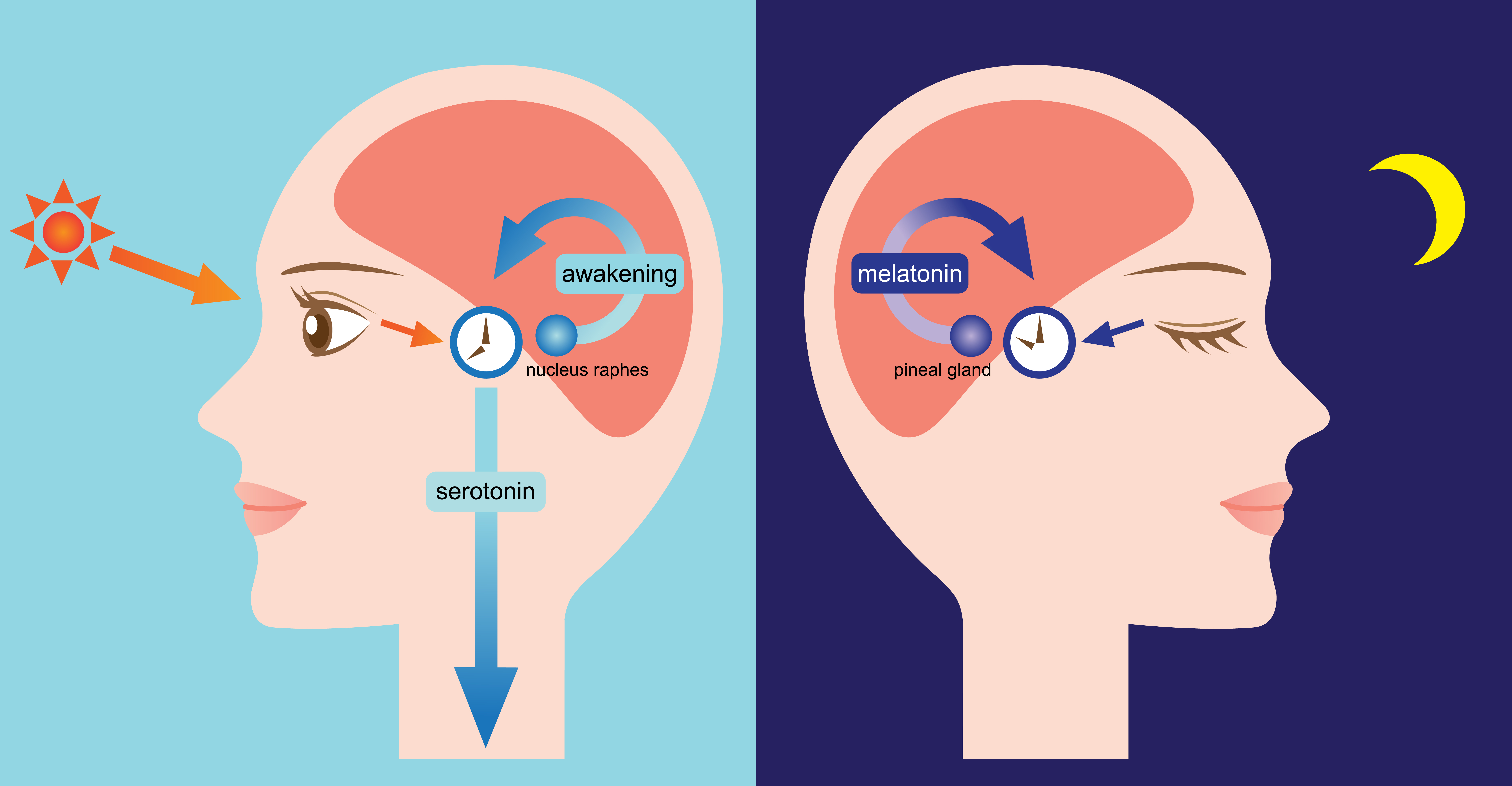 Circadian rhythm - infographic