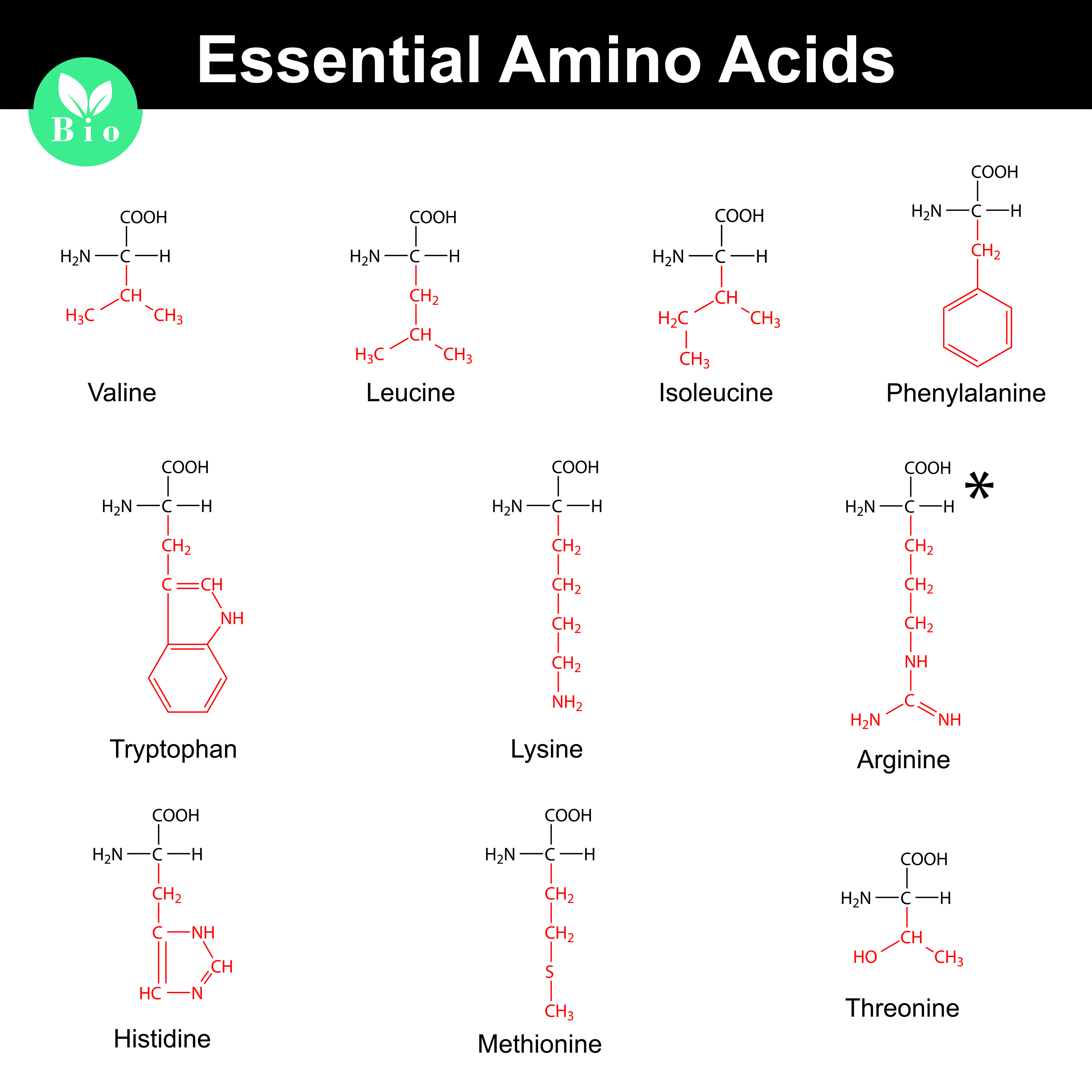 A set of essential amino acids. Arginine is derivative of biogenic amino acids, yet it is very important in organism's metabolism.