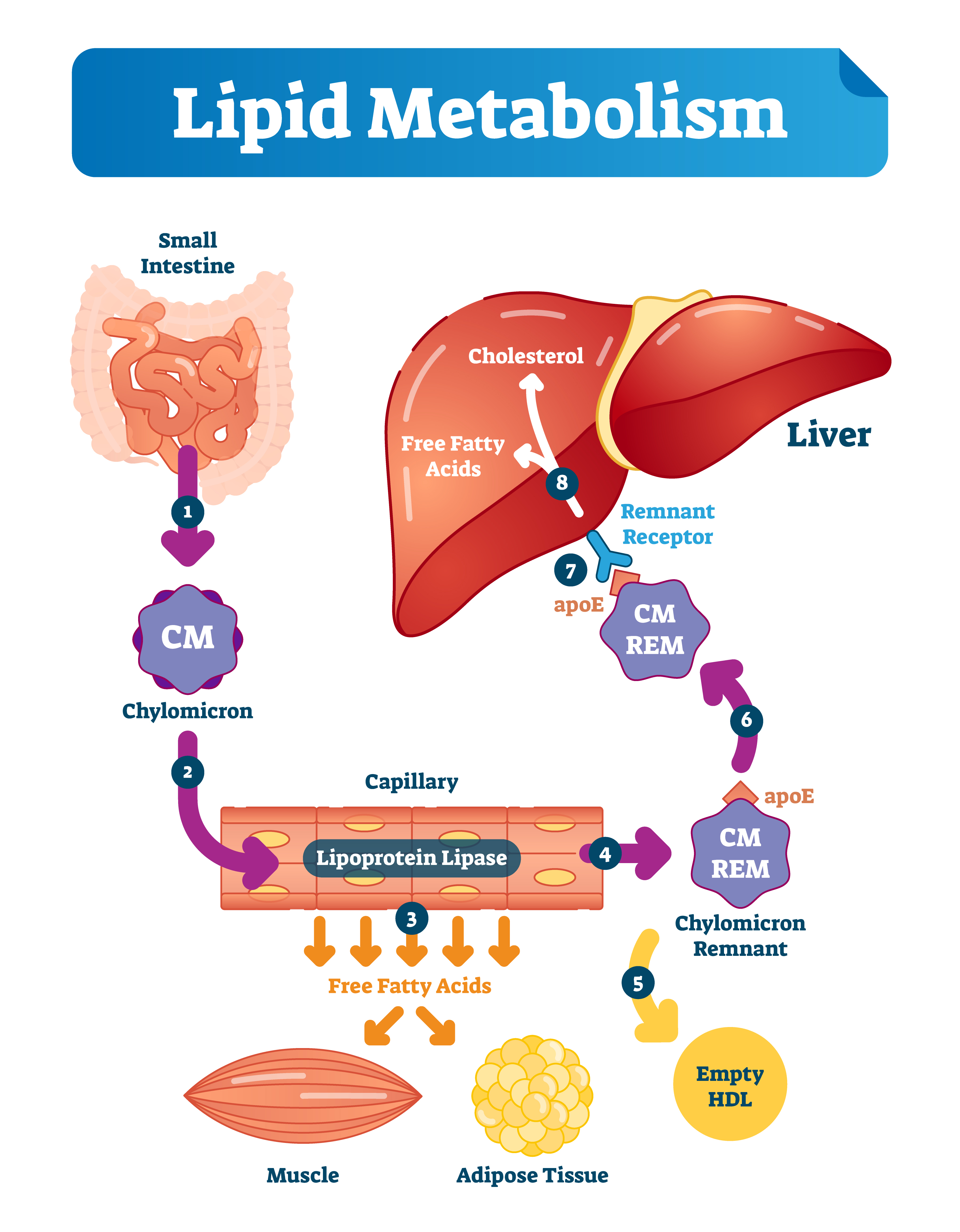 How fats are actually metabolised in our organism?