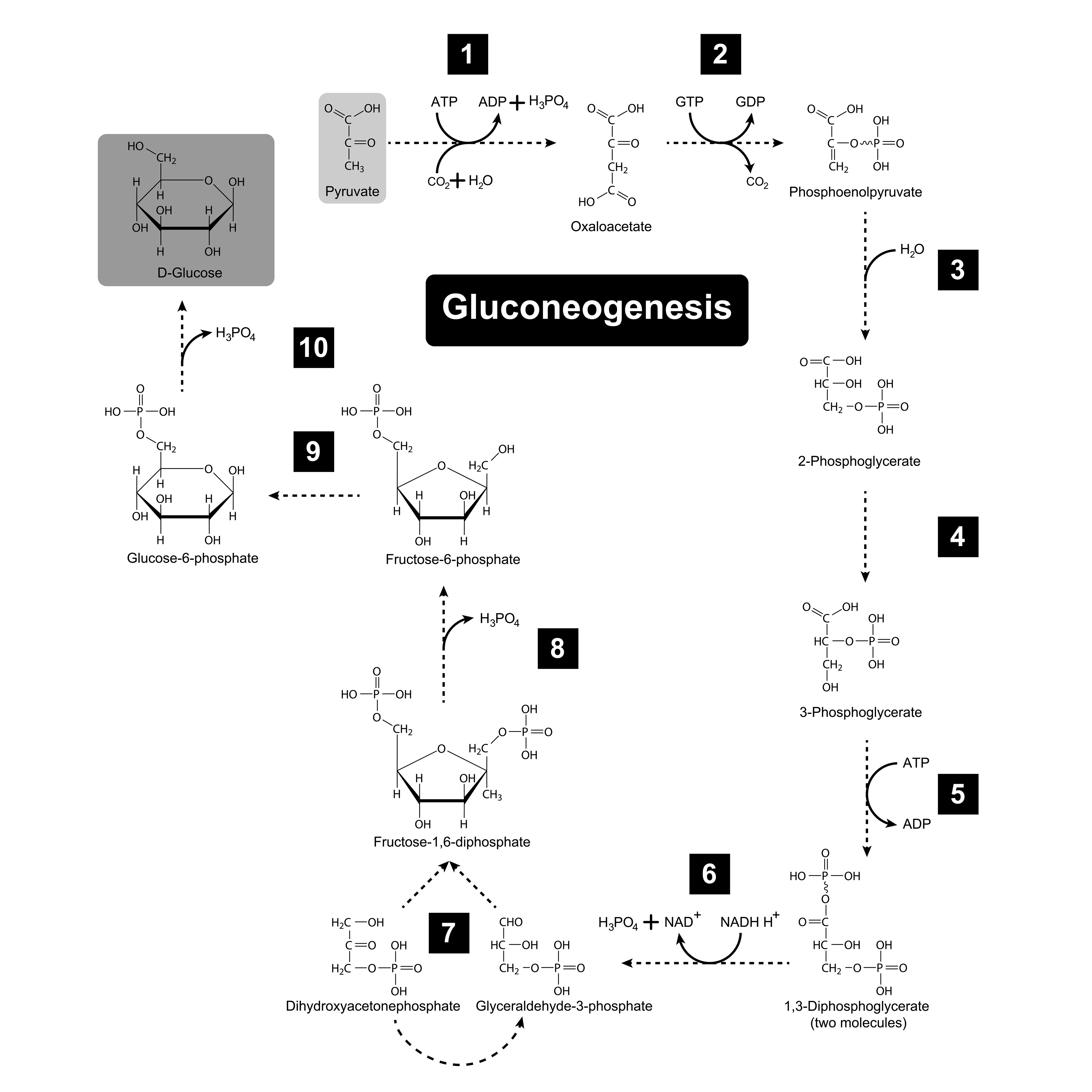 Gluconeogenesis - a process in which glucogenic amino acids can be converted back to glucose