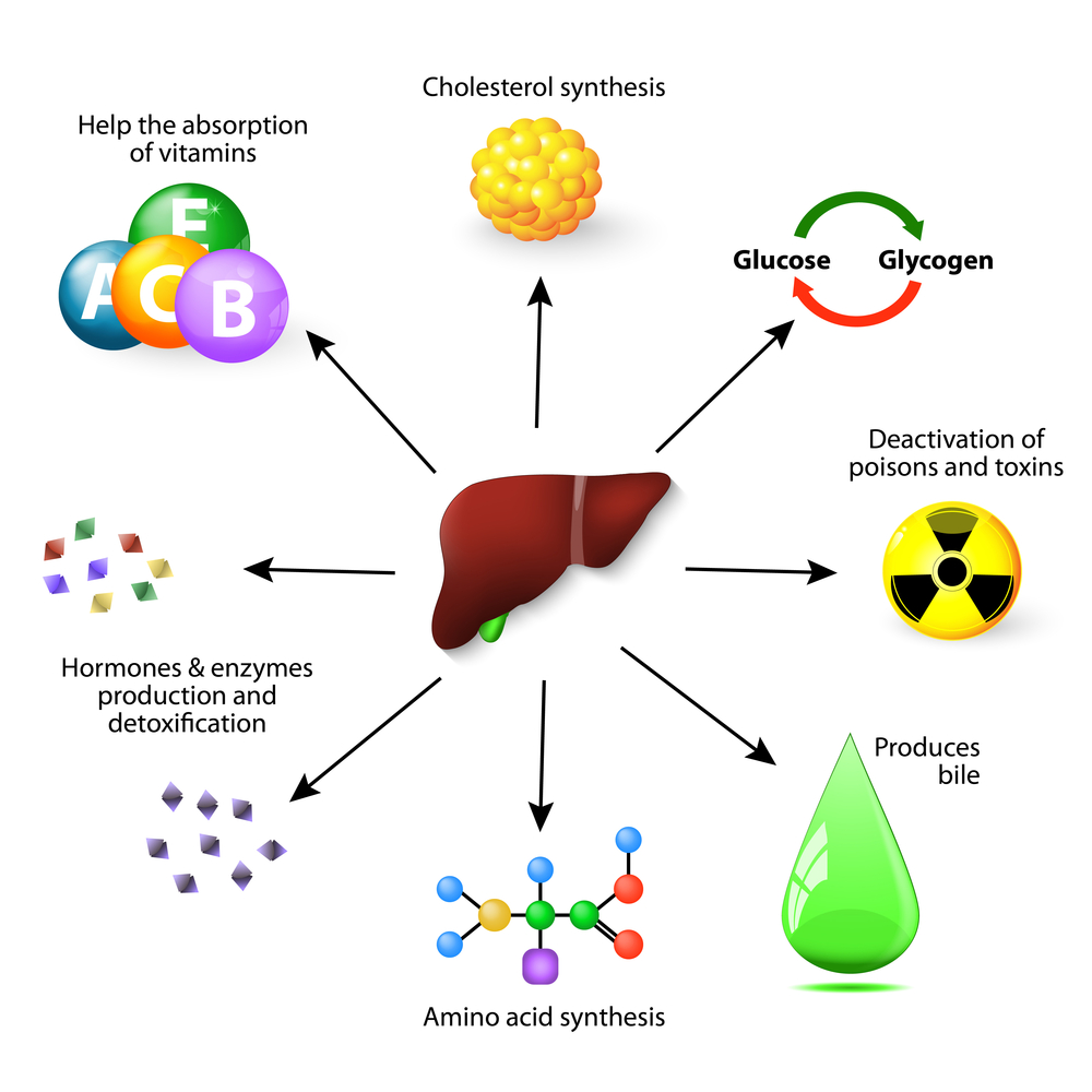 Liver functions and actions - infographic