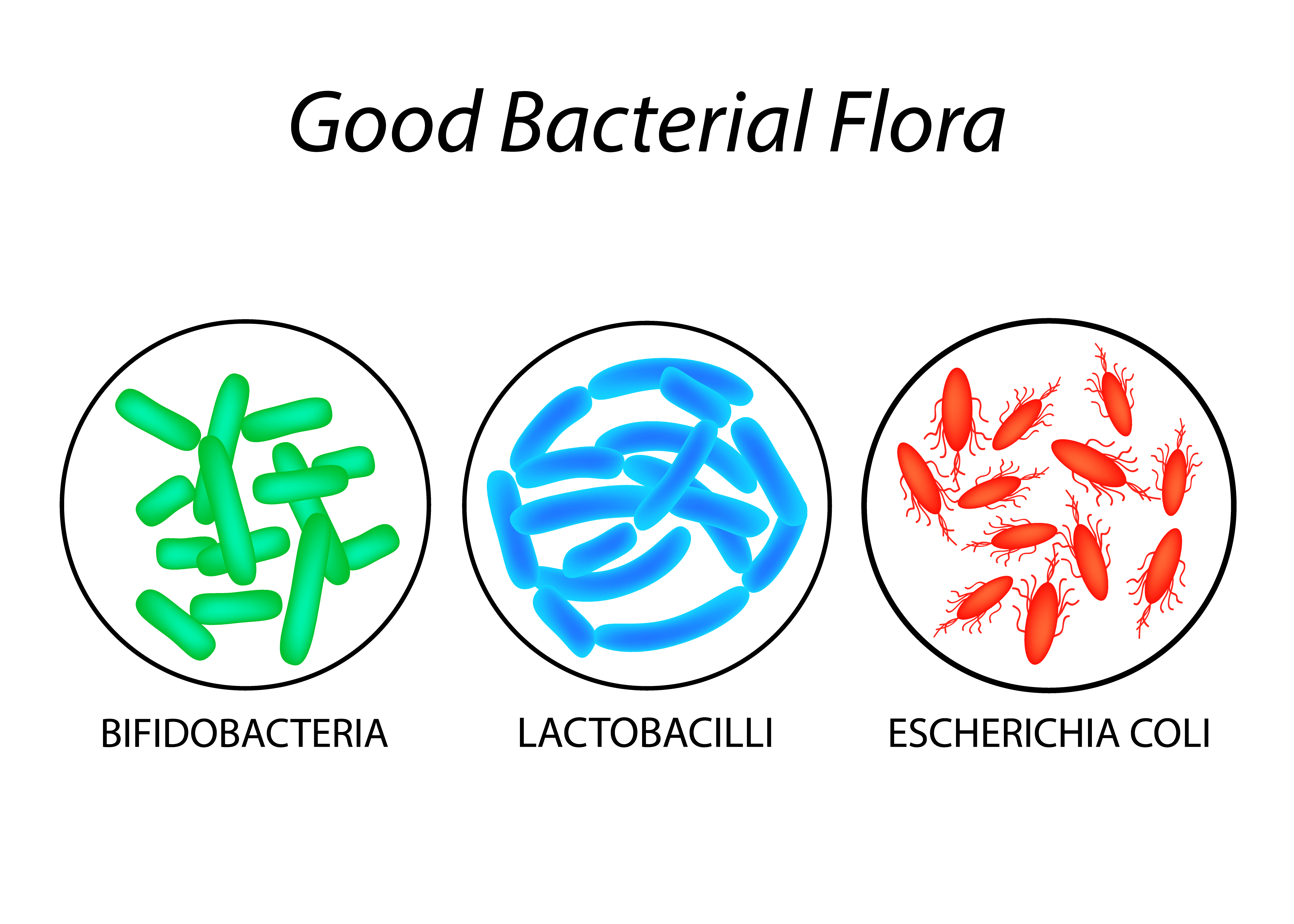 The most important probiotics are thsoe from groups Lactobacillus, Bifidobacterium and Escherichia