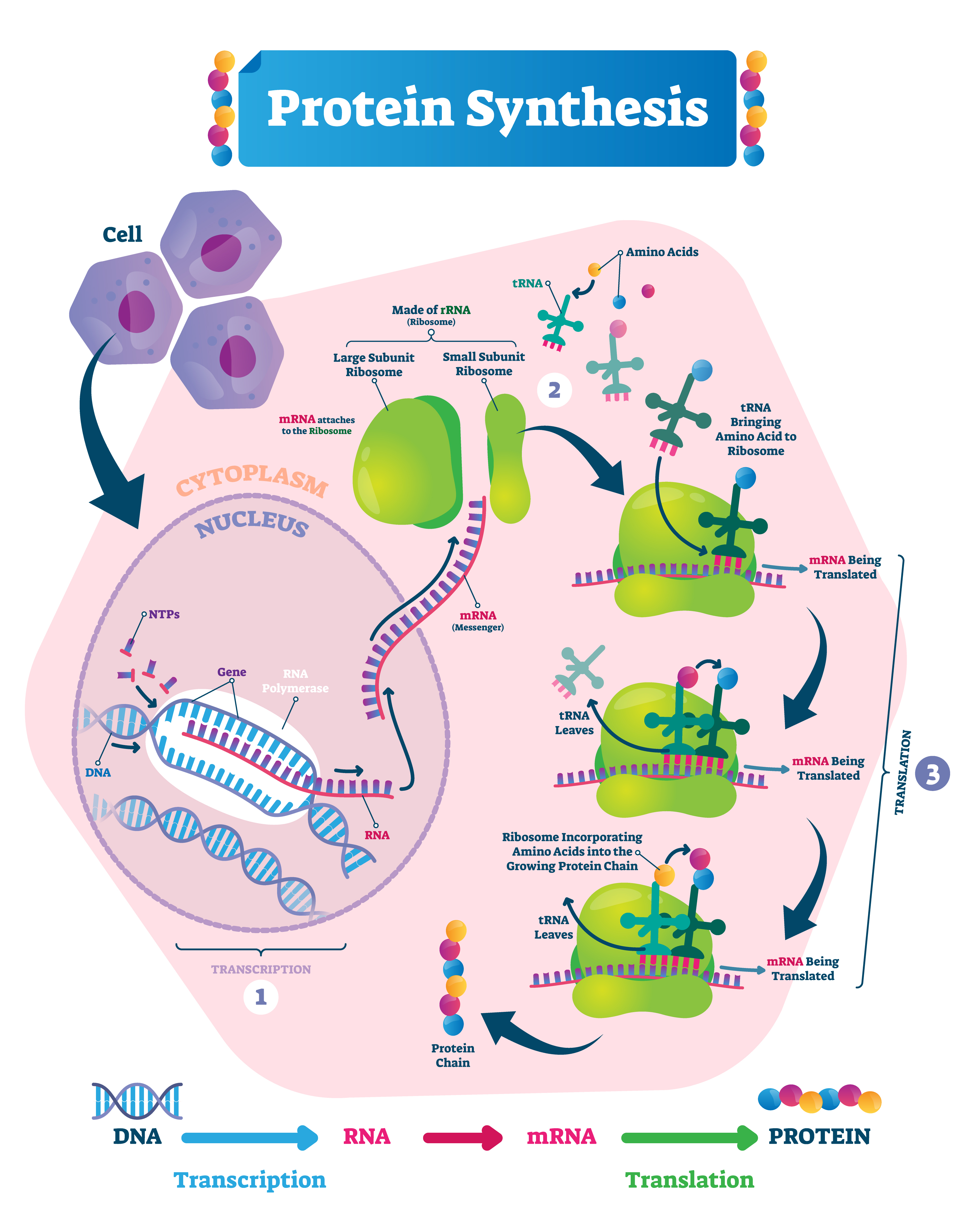 Amino acids are crucial in protein synthesis process, in which protein responsible for our organism functions are created